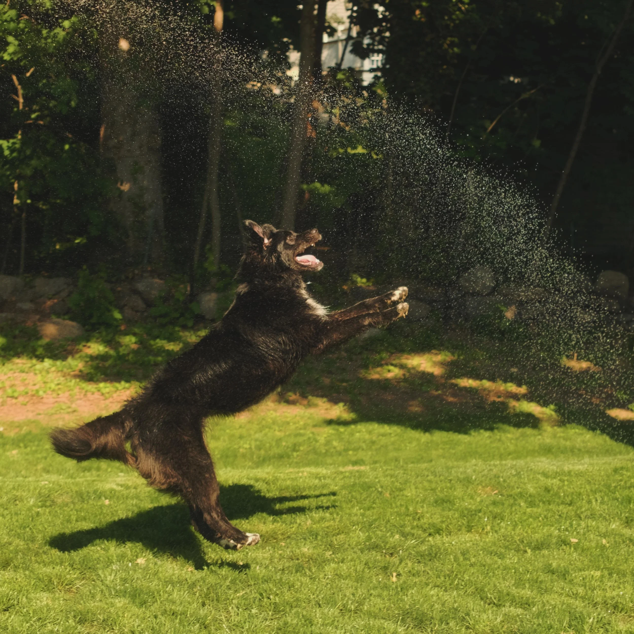 Willow living her best doggo life chasing the water hose. 😂 The snow may have melted. But at least we have rainbow showers! 😅