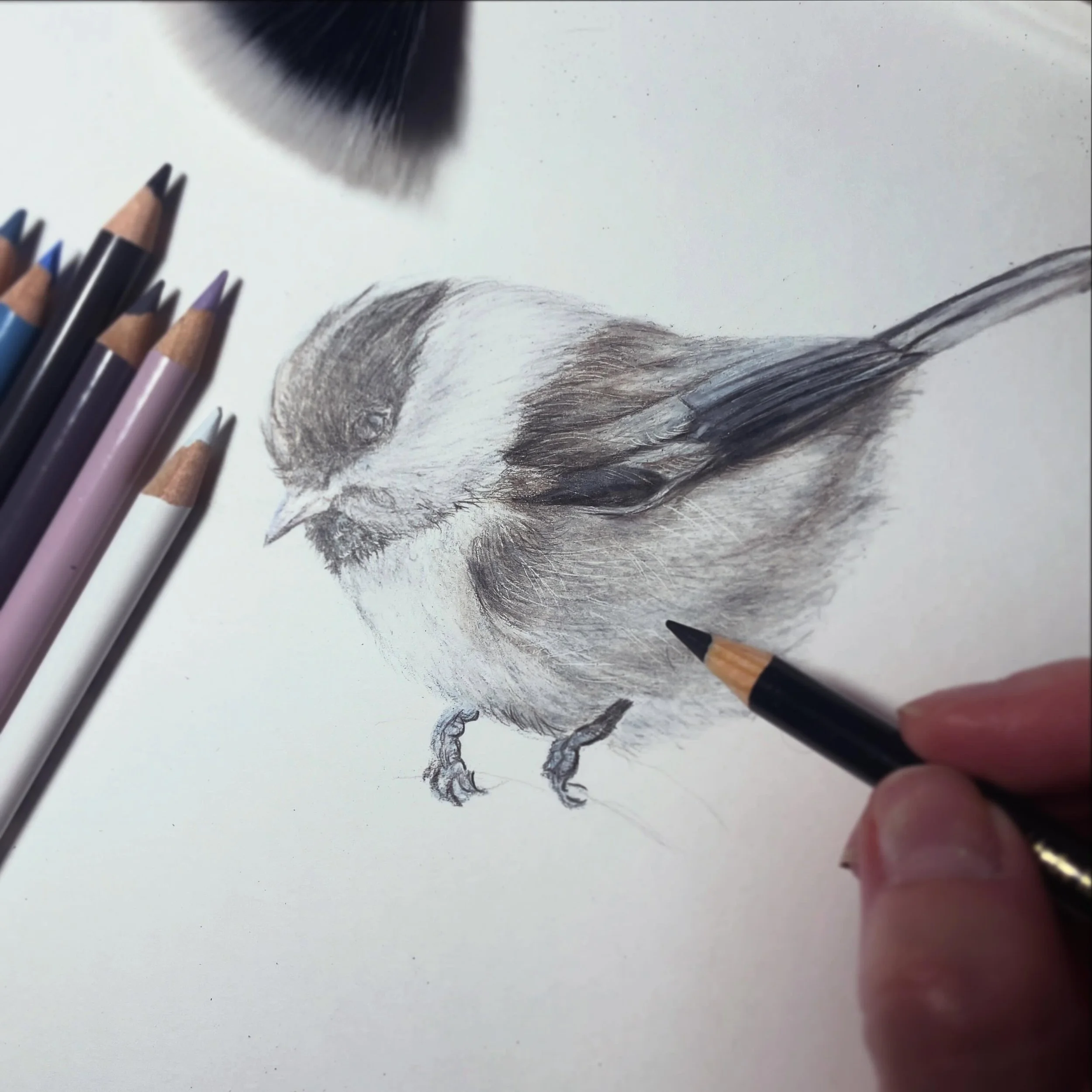 Still drawing! ☺️🪶

Taking a colored pencil drawing tutorial from @clairemilliganartist on Patreon. ✨👌