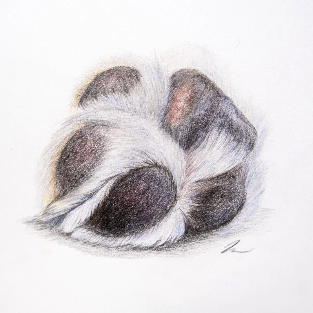 A study in tater-toes! 😋🐾

I subscribed to @bonnysnowdonacademy's online colored pencil courses and this is one of her Beginner-friendly tutorials for a Dog Paw. Look at that FLOOF! Only took me 3hrs 😅 

#ColoredPencils #ColoredPencil #ColoredPenc
