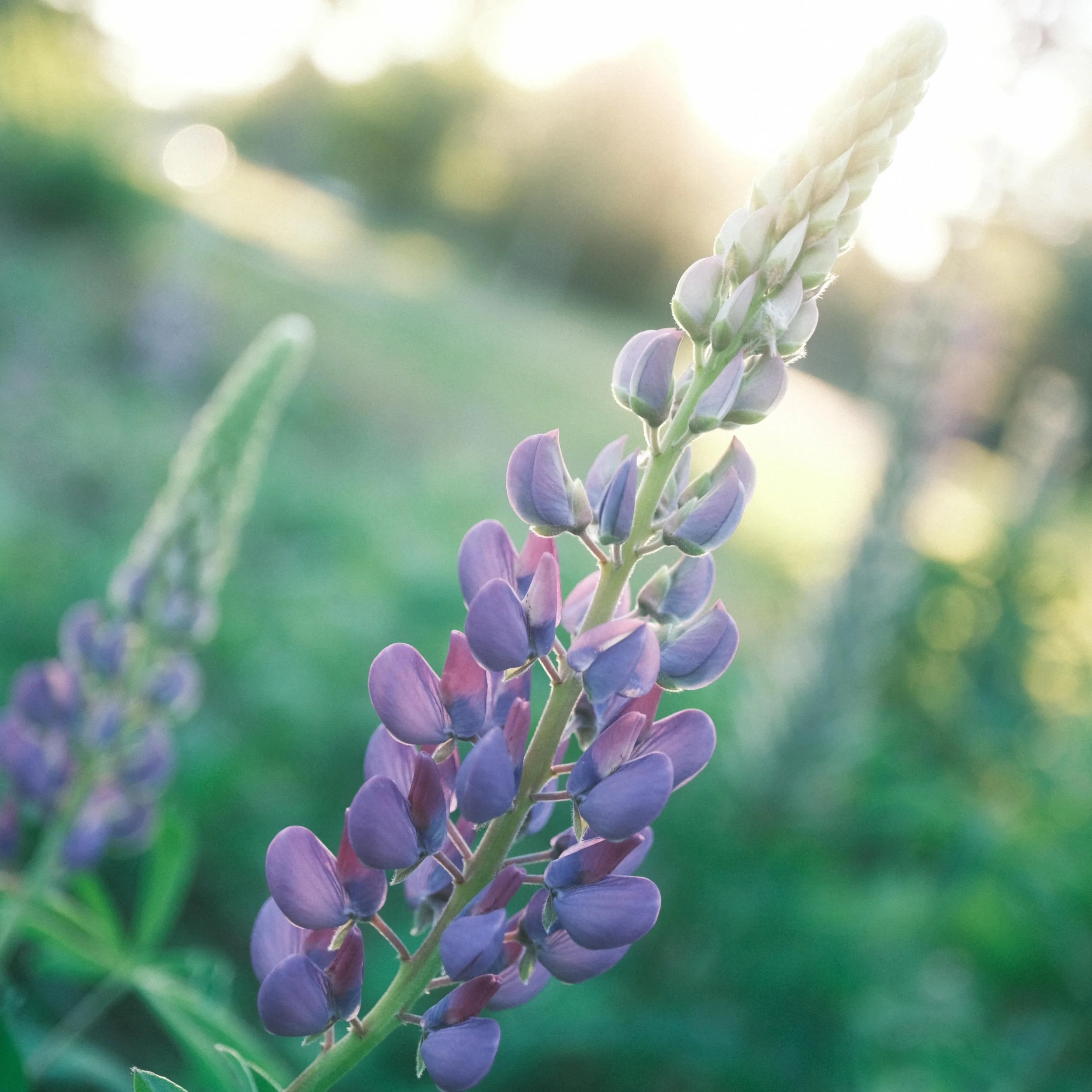 Made friends with some Lupine on today&rsquo;s dog walk. 😌🌿🐝 #MomentOfNature #lupineflowers