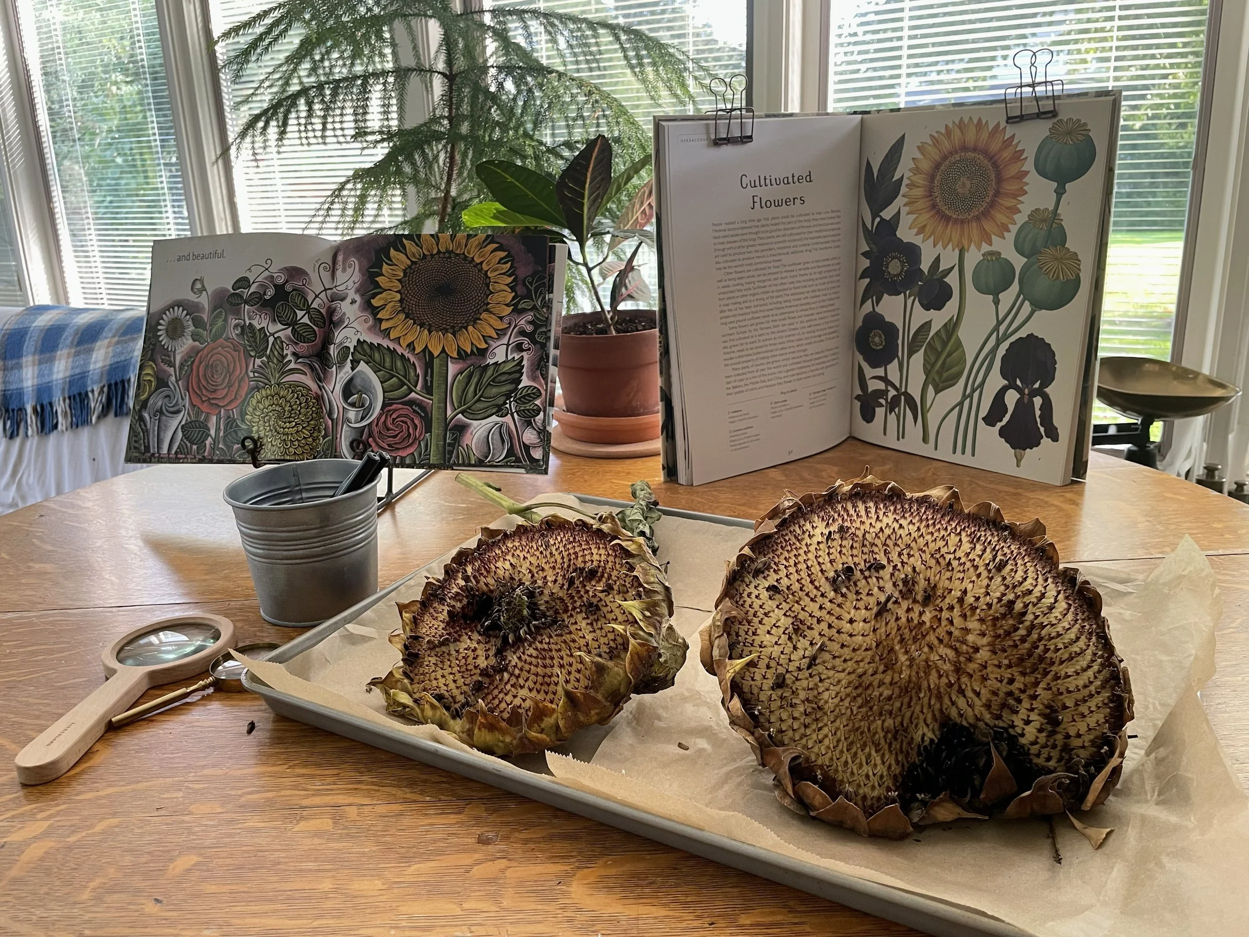 Nature Study