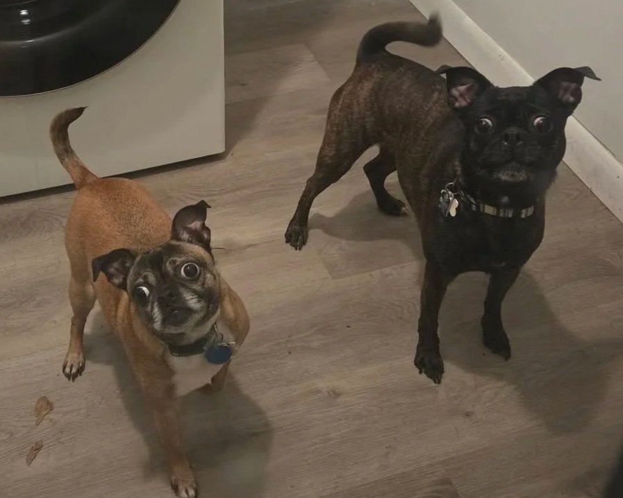 Two small dogs, one with a tan coat and a goofy expression, and the other with a dark brindle coat and alert posture, standing on a wooden floor near a laundry machine.