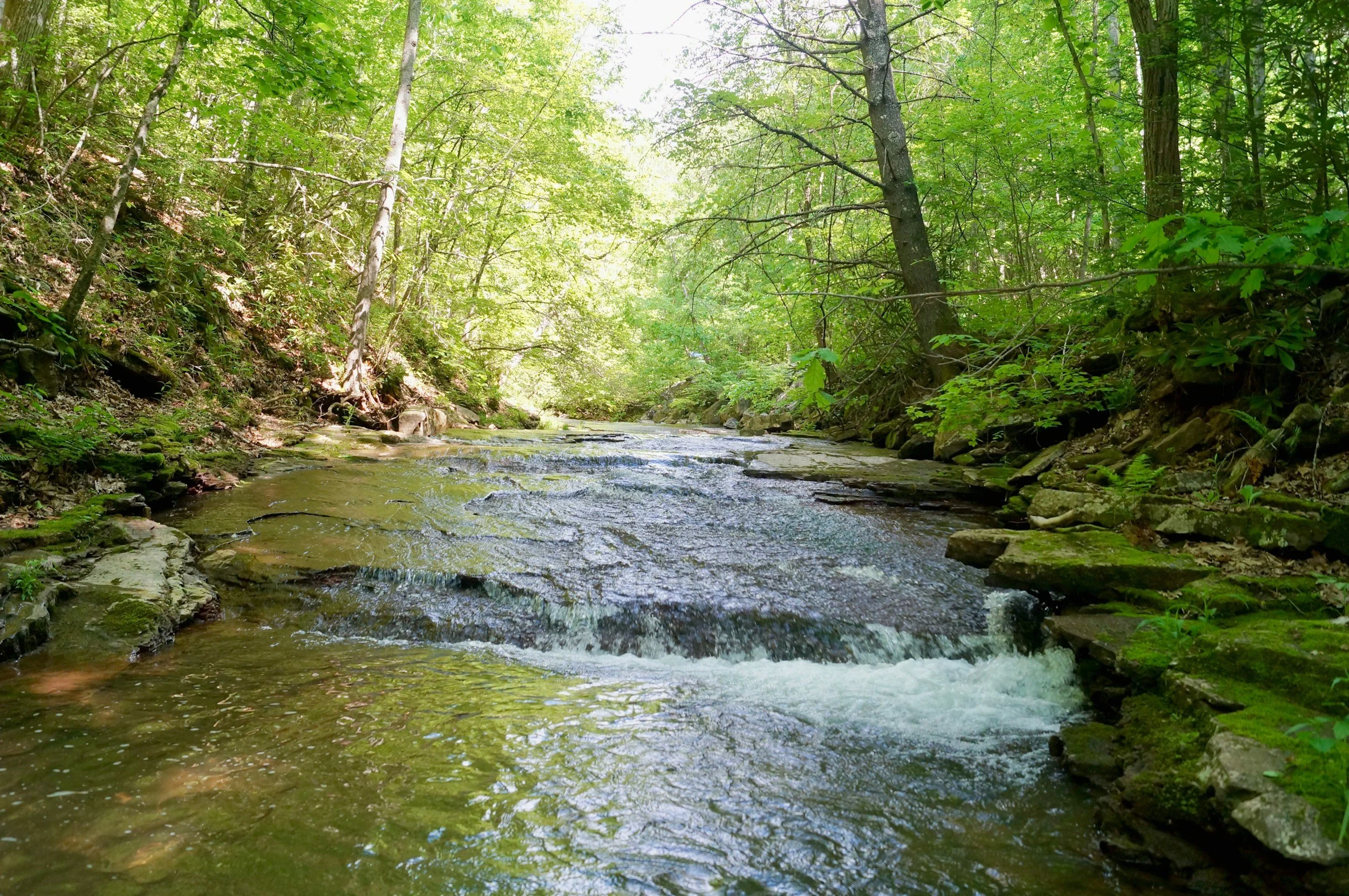 A peaceful forest stream flowing over rocks, surrounded by lush green trees and vegetation.