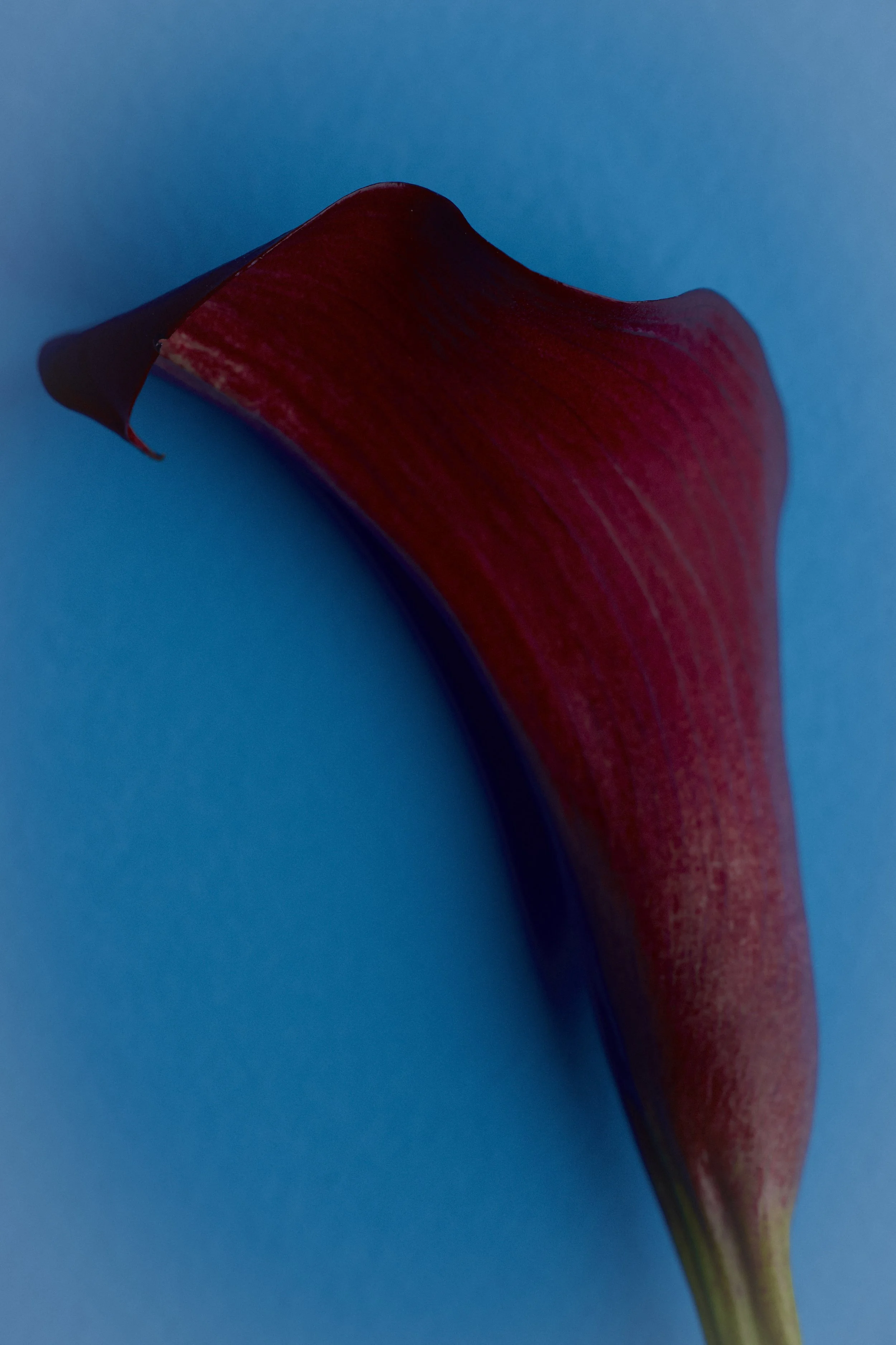 Ellen Yang - Entera (2026)