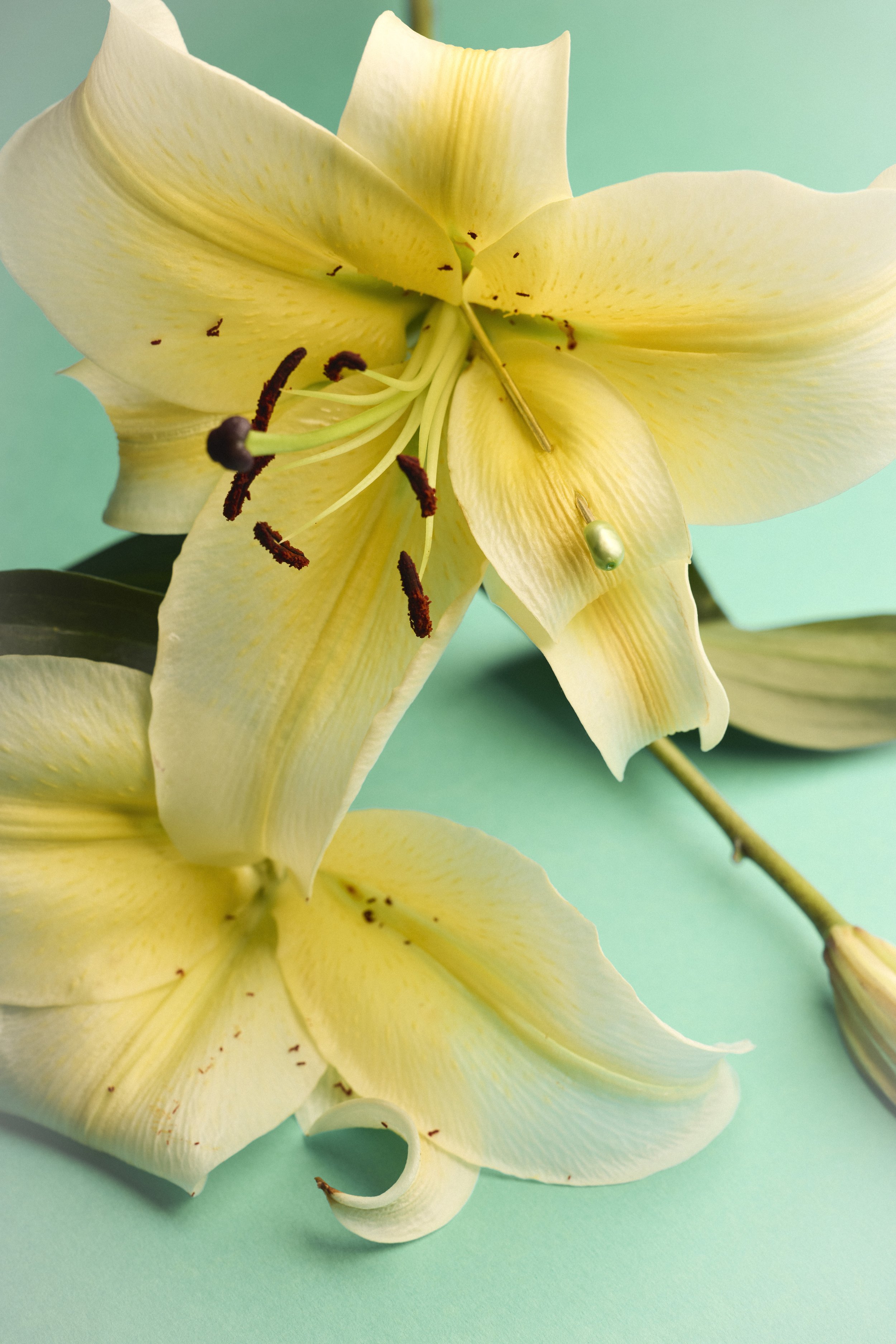 Ellen Yang - Put Back Together (2026)