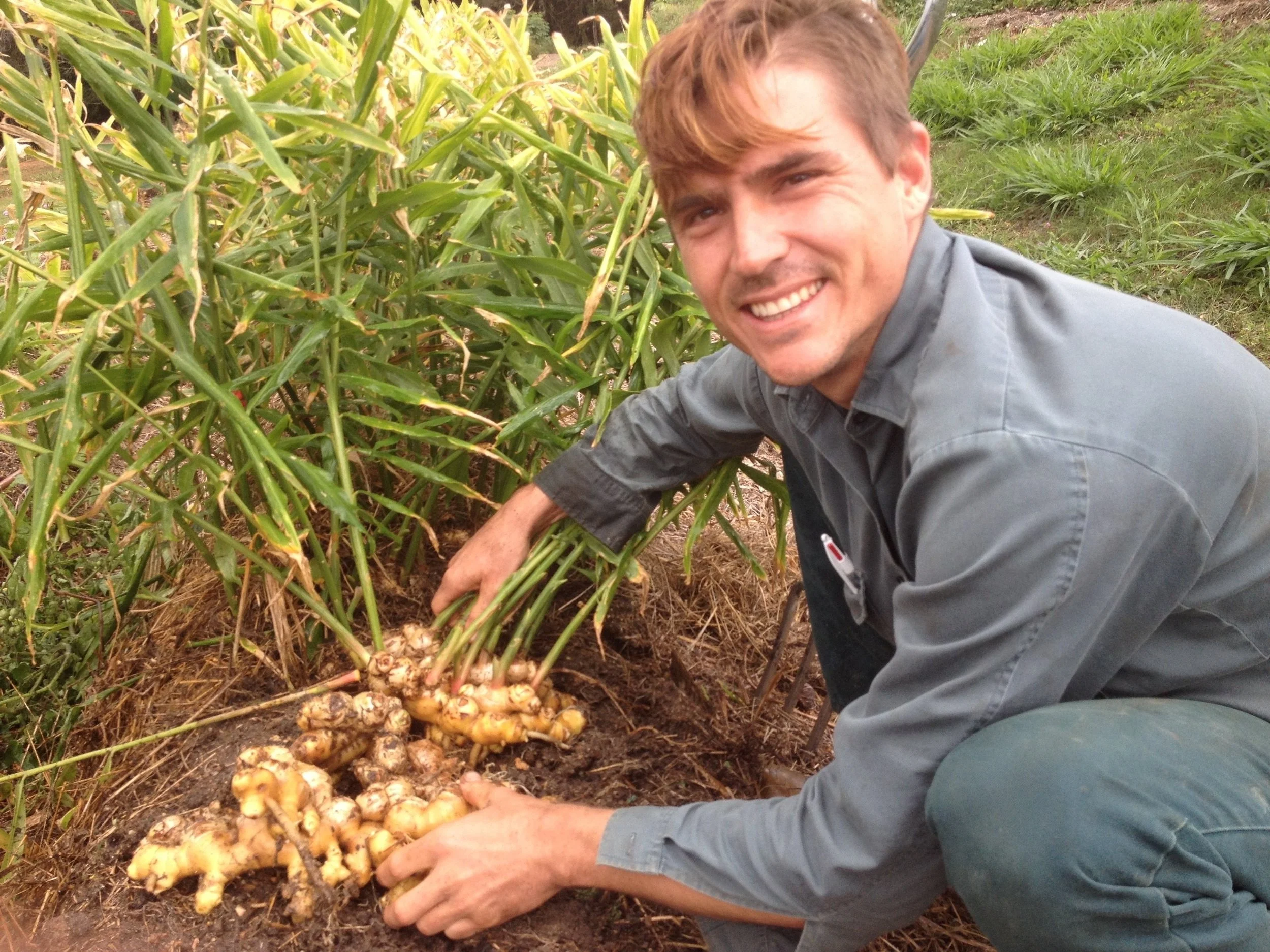 ginger tropical planting guide organic gardening