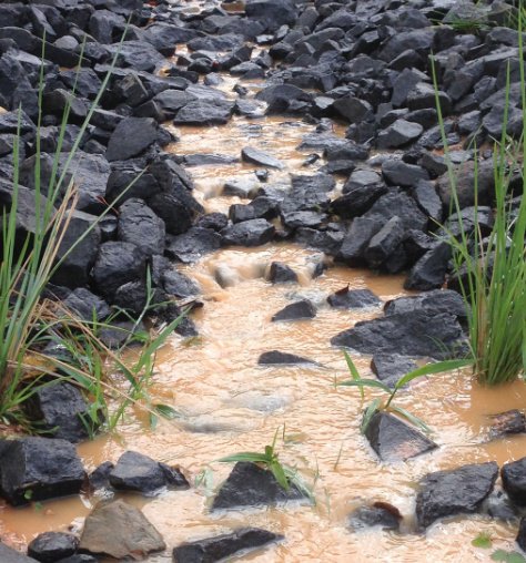 Market Garden, Kuranda