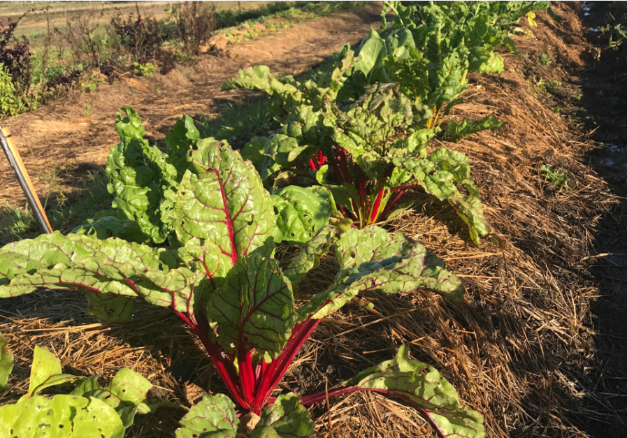 Market Garden, Kuranda3.png