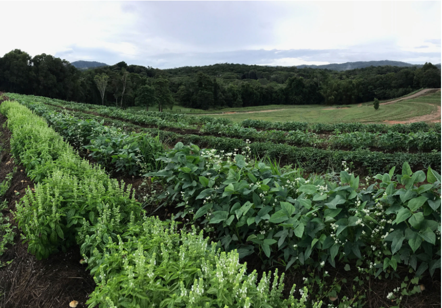 Market Garden, Kuranda2.png