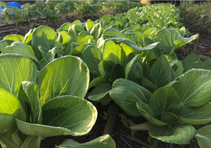 Market Garden, Kuranda4.png