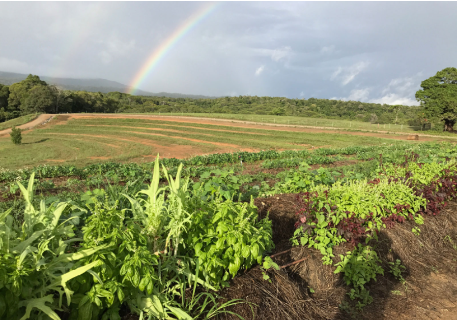 Market Garden, Kuranda.png