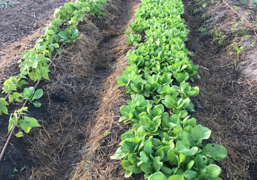 Market Garden, Kuranda5.png