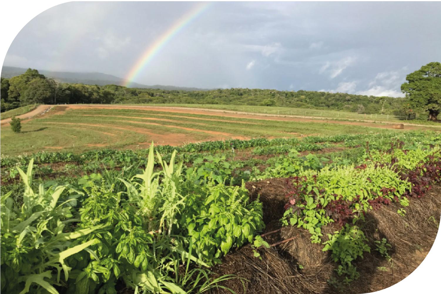 Market Garden, Kuranda