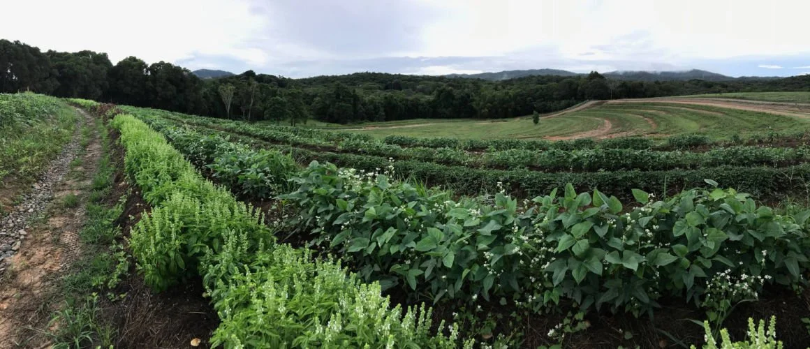 Permaculture Landscape - Jay Jackson