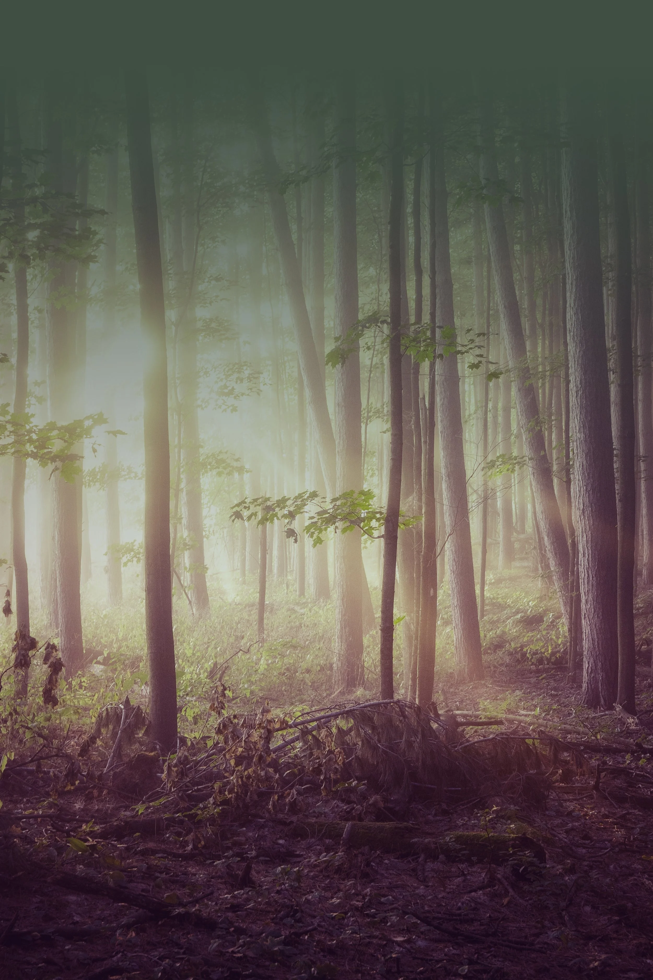 Sunlight filtering through a dense forest of tall trees with green leaves and a forest floor covered in leaves and fallen branches.