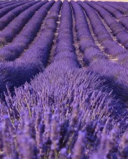 Lavender Eye Pillow