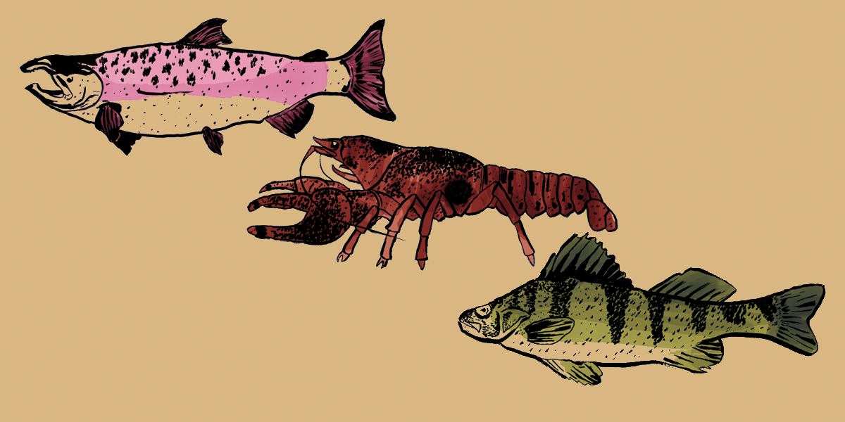 Hand drawn artisan illustrations of Salmon, Perch, and Crawfish, made for an artisan canned seafood brand
