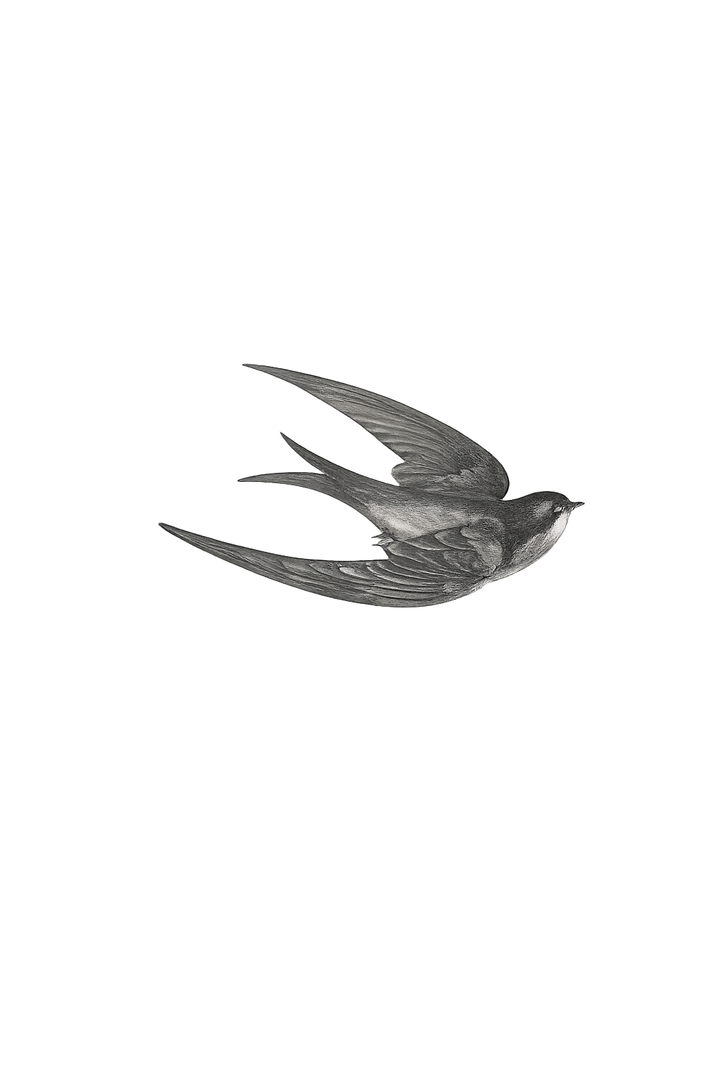 A black-and-white photo of a bird in flight, with its wings spread, set against a black background.