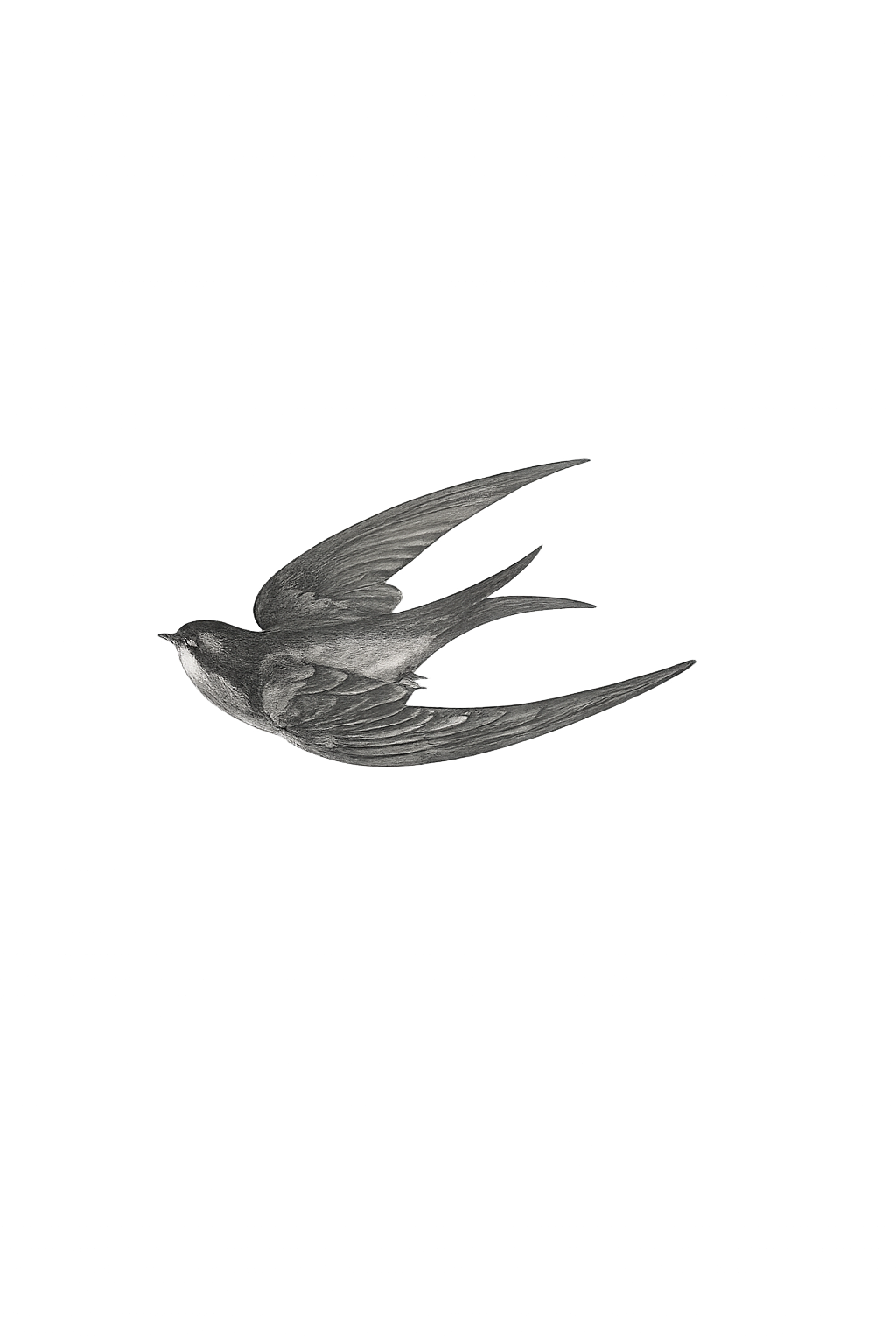 Black and white photograph of a bird in flight with long, pointed wings and a sleek body.