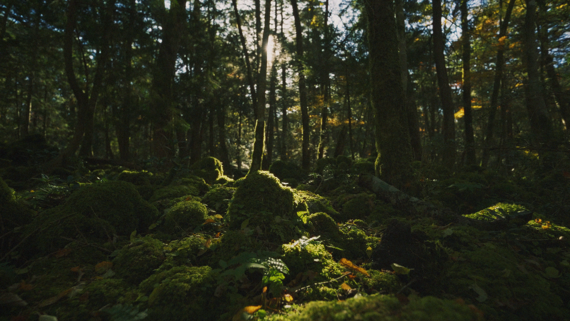 Still 2026-02-22 224223_1.1.7.png