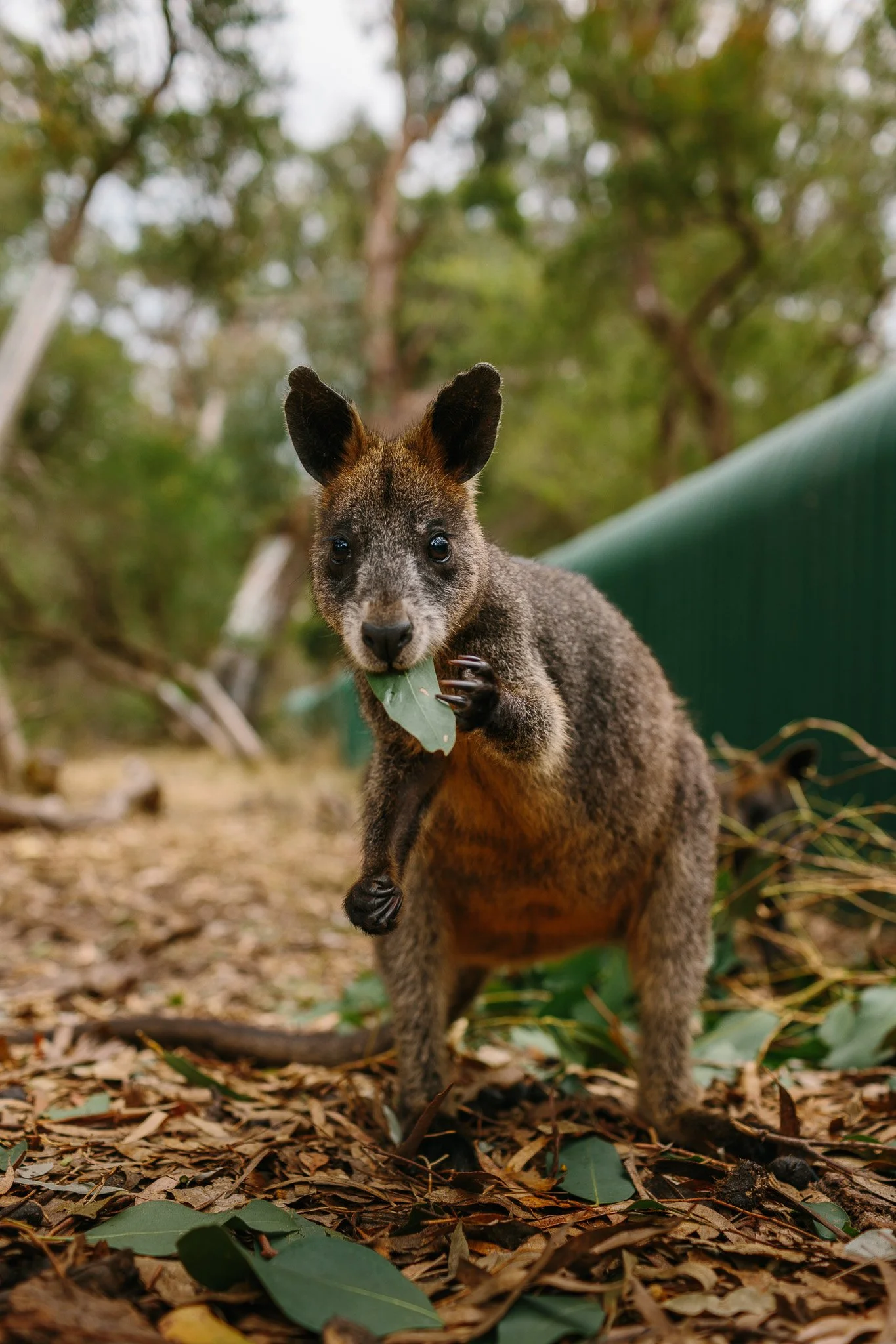 7637TA Koala Conservation LR-4969.jpg