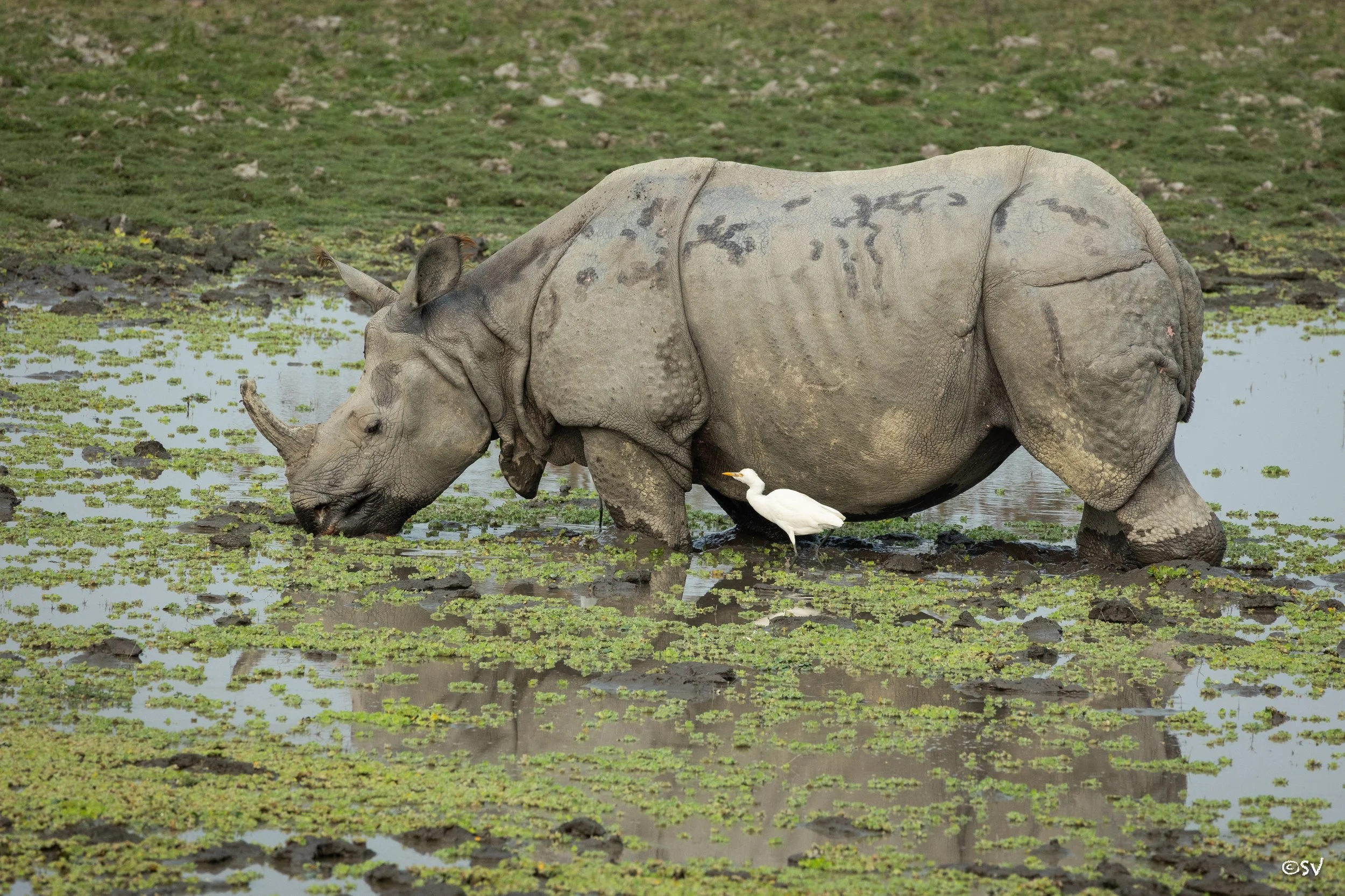 The majestic and resilient one-horned rhino. (Kaziranga, India)