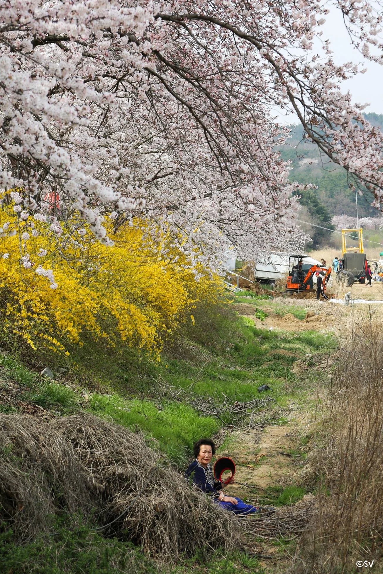 A pause beneath the cherry blossoms. (Busan, South Korea) 