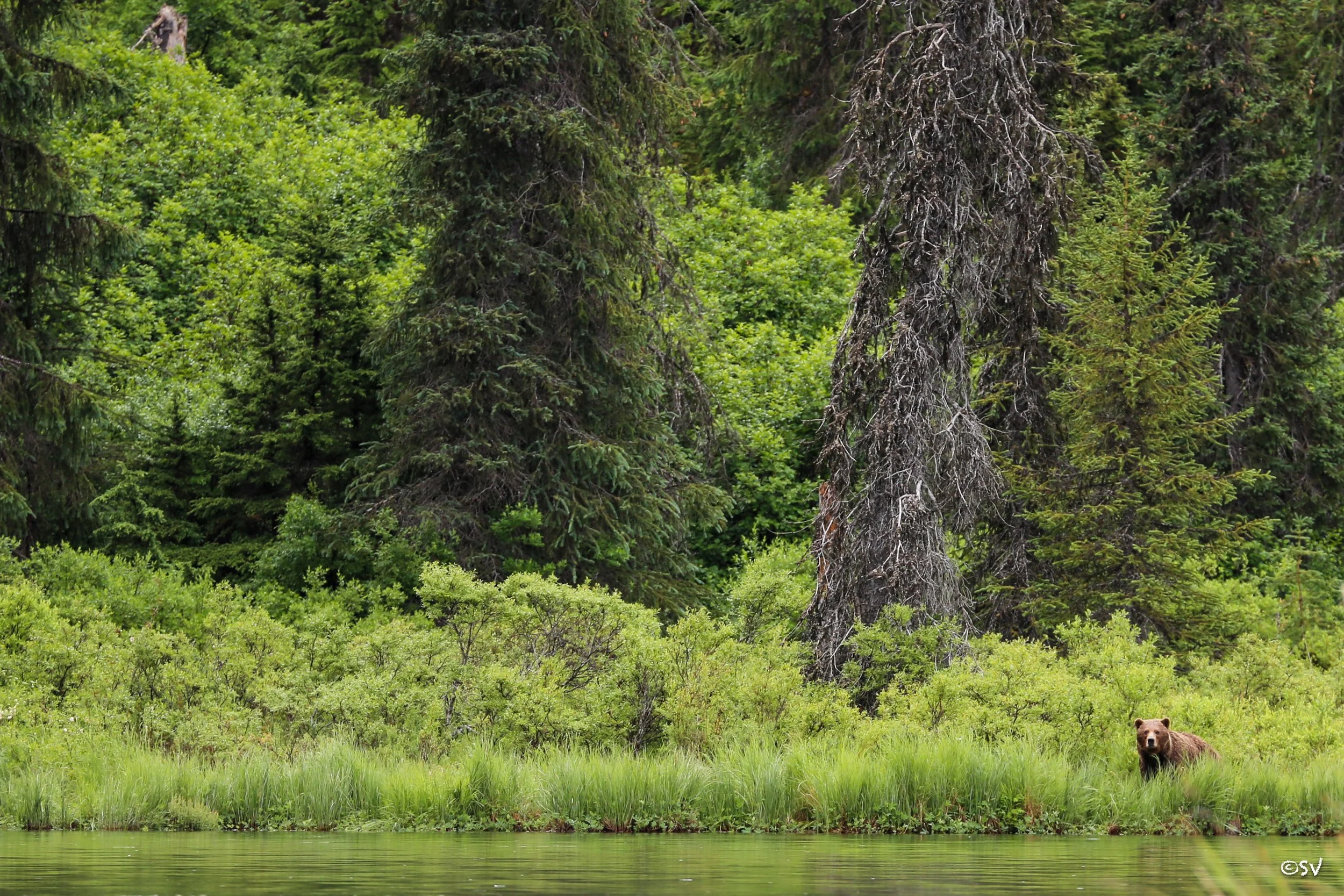 Bare necessities. (Alaska, USA) 