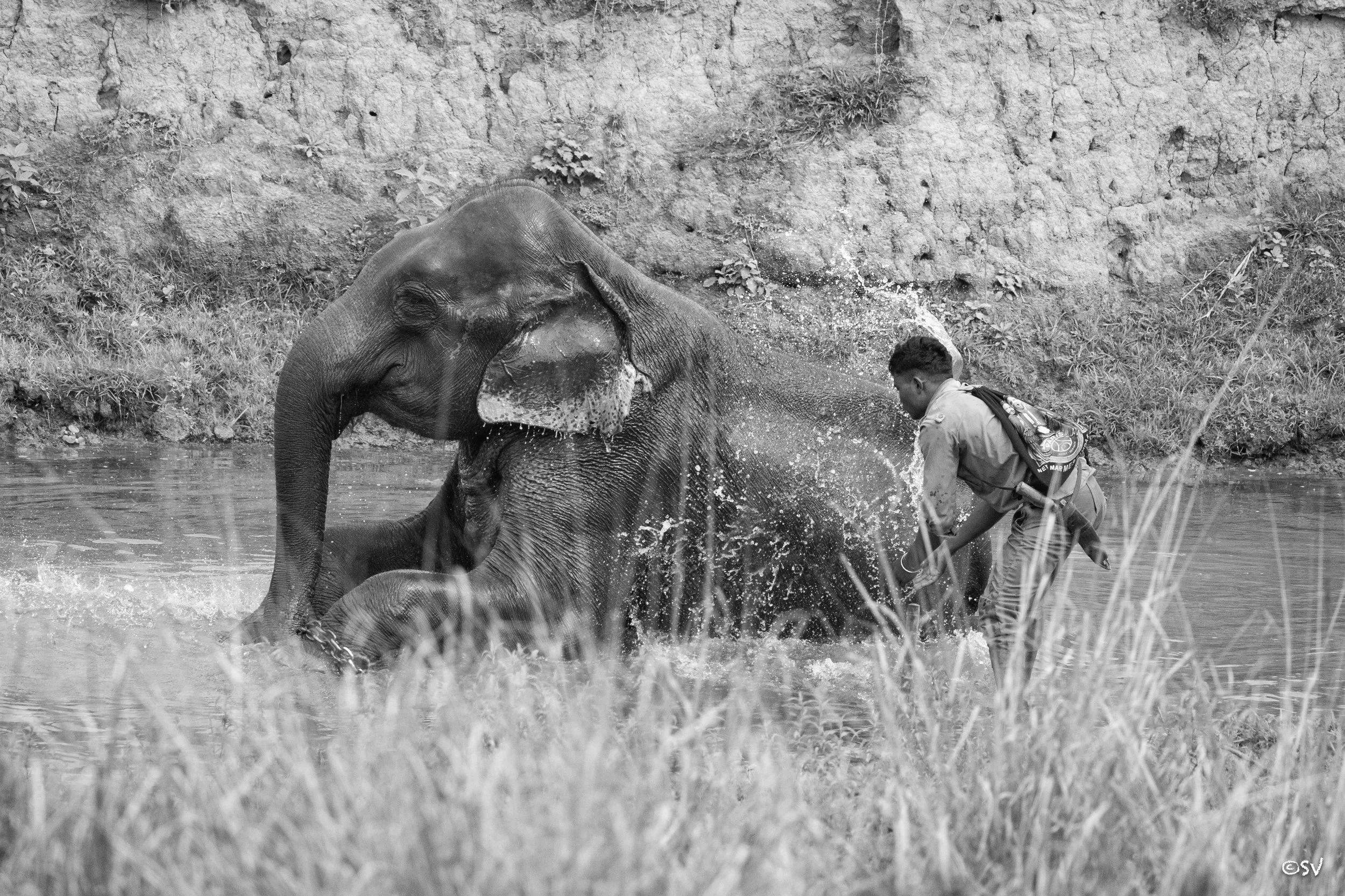 We bind their freedom... (Assam, India) 
