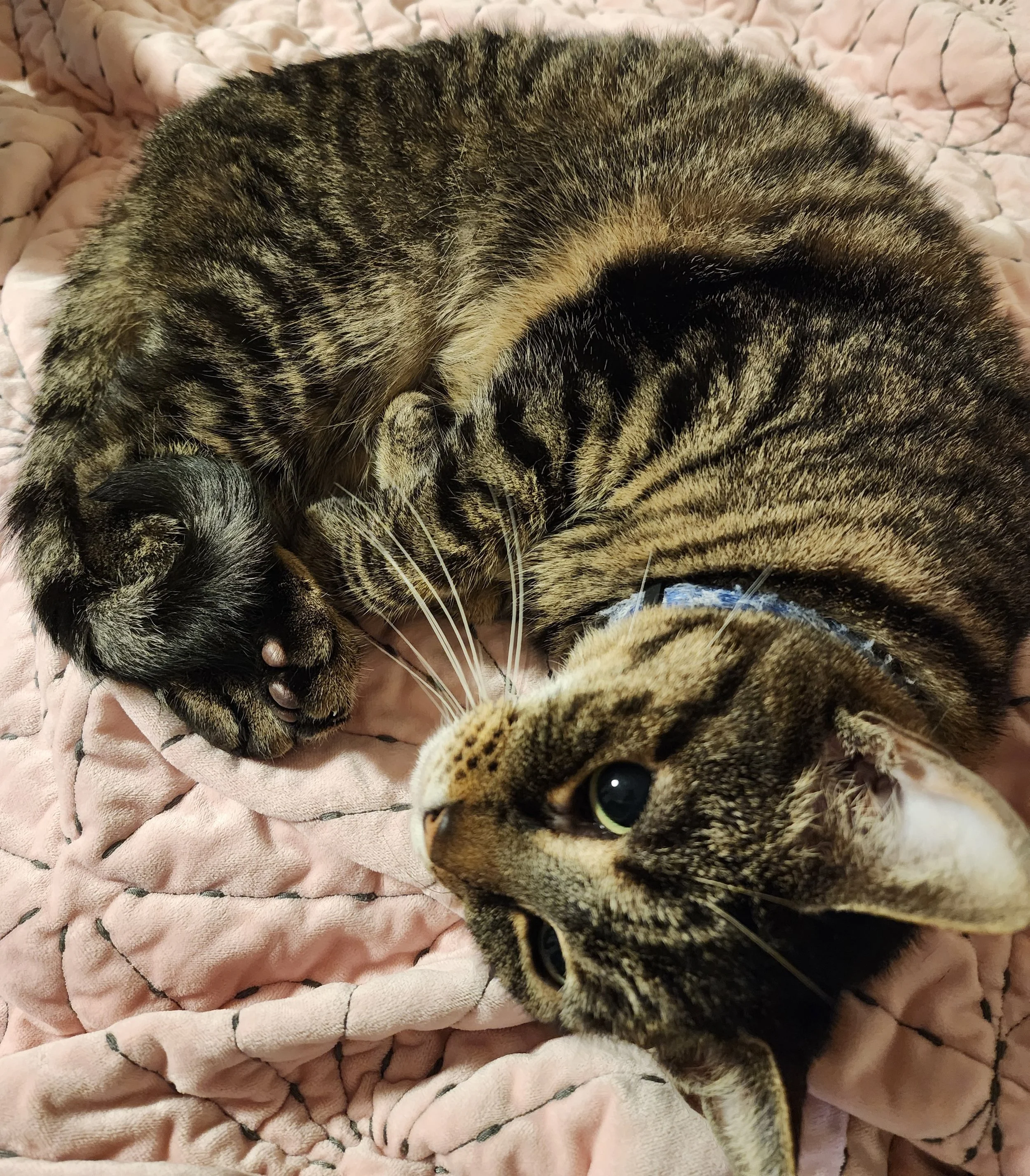 Two tabby cats are cuddling together on a pink quilted blanket, one is sleeping with paws up and the other is wide awake looking to the side.