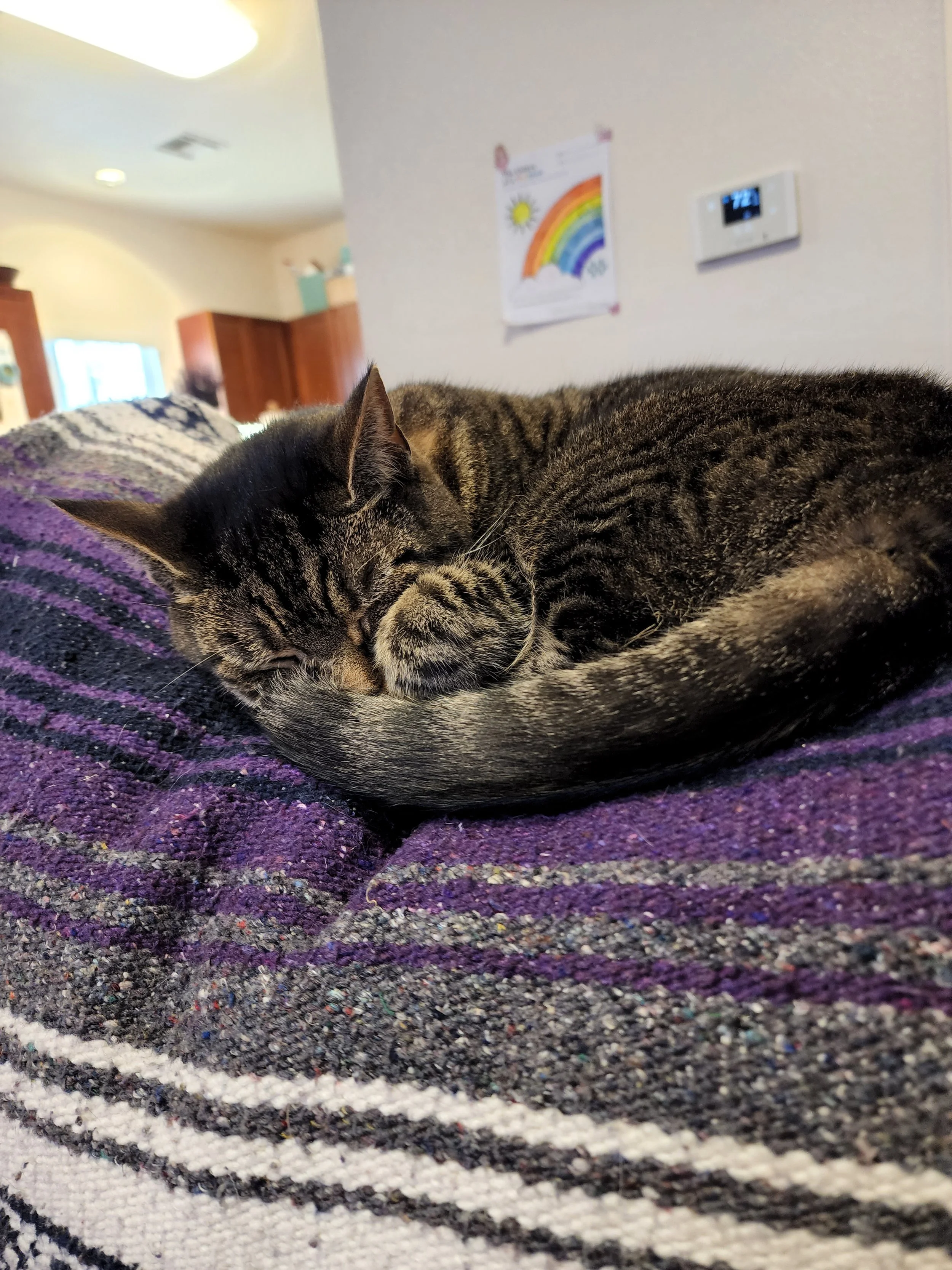 A tabby cat is curled up and sleeping on a purple and gray woven blanket in a cozy home interior.