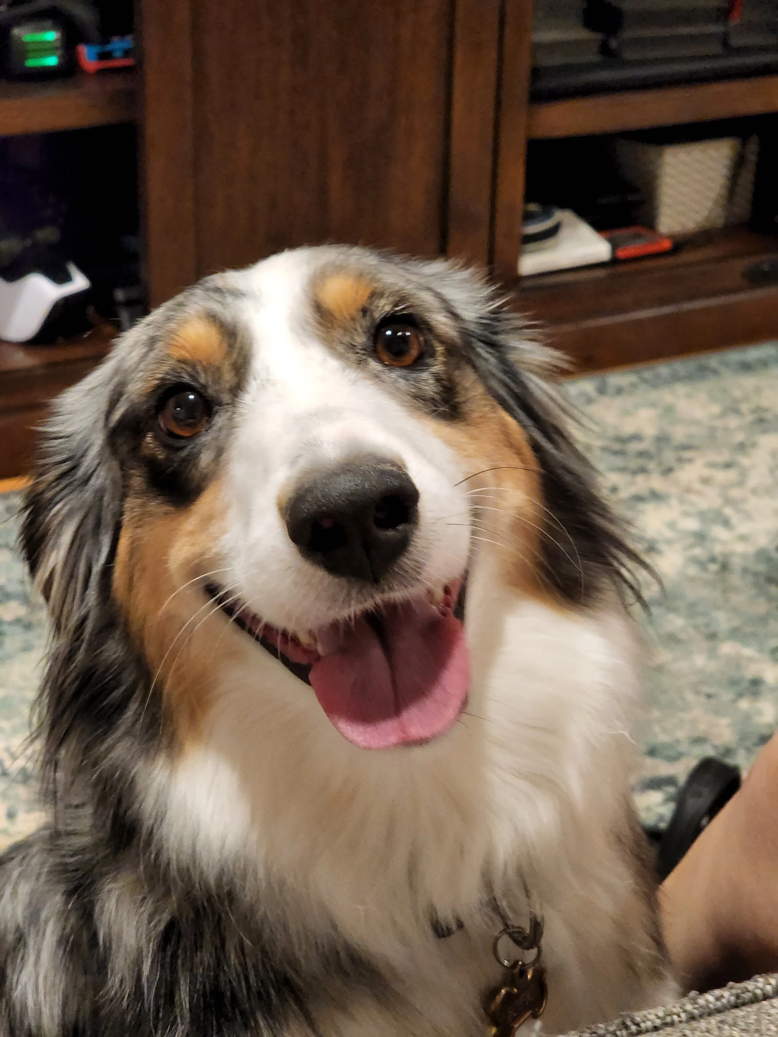 Close-up of an adorable Australian Shepherd dog with a happy expression, open mouth, and bright eyes indoors with wooden furniture and a patterned rug in the background.