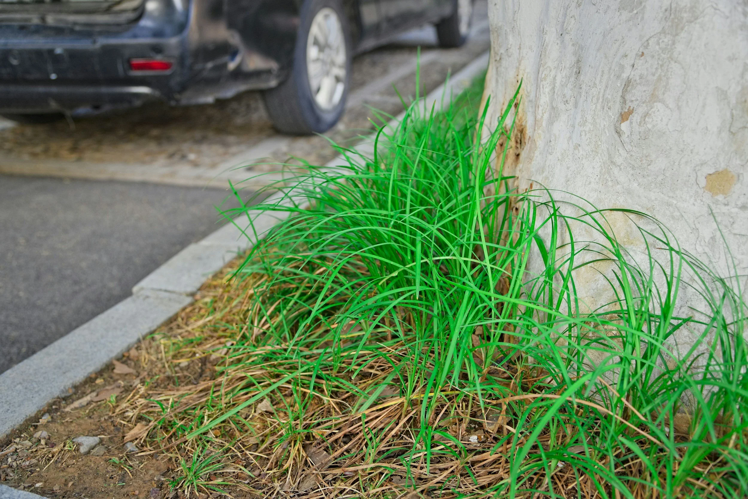 Phoenix AZ Weeds taken care of by Coyote Valley Lawn Care