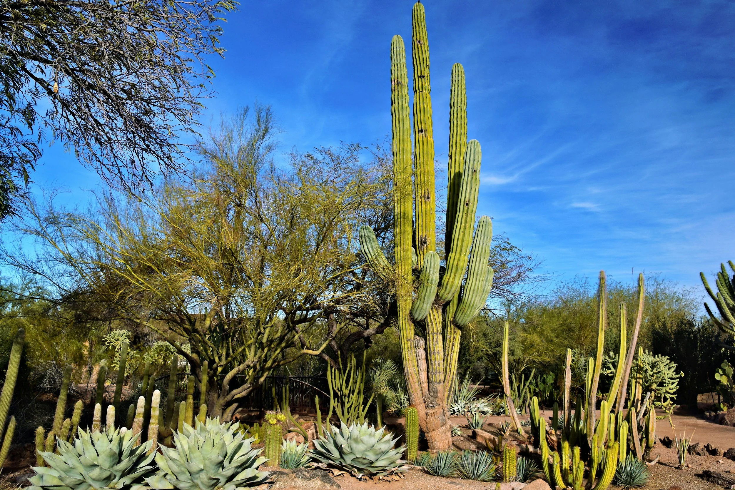 Biweekly lawn maintenance in Biltmore Phoenix