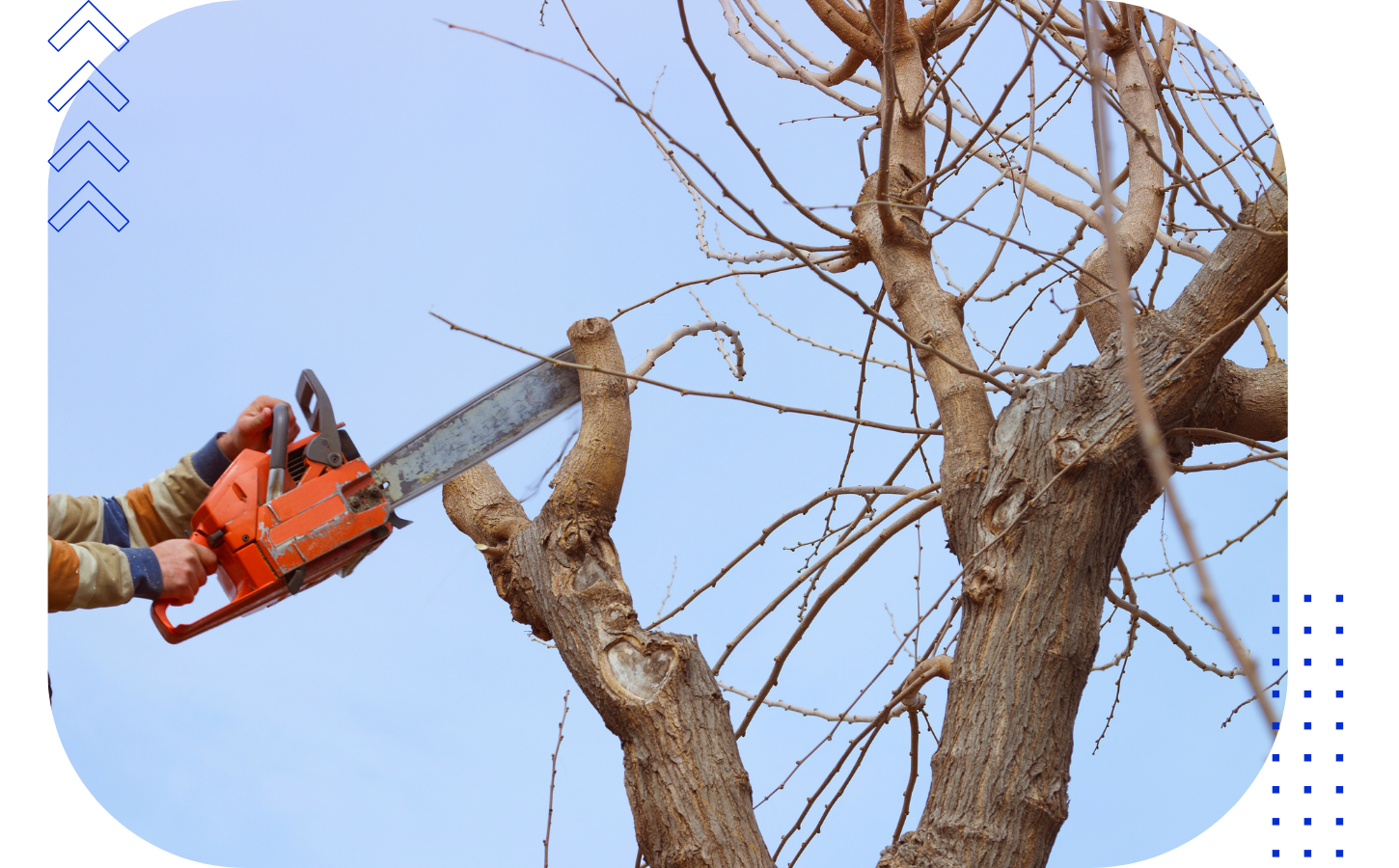 Person trimming a tree with a chainsaw against a light blue sky.