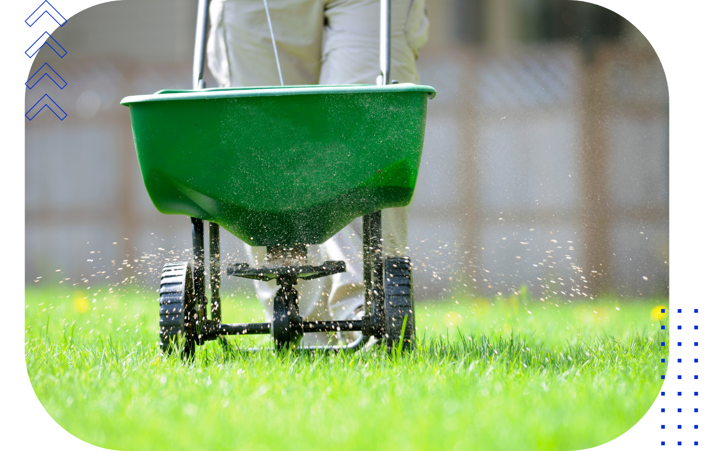 Person pushing a green wheelbarrow across a grassy lawn.