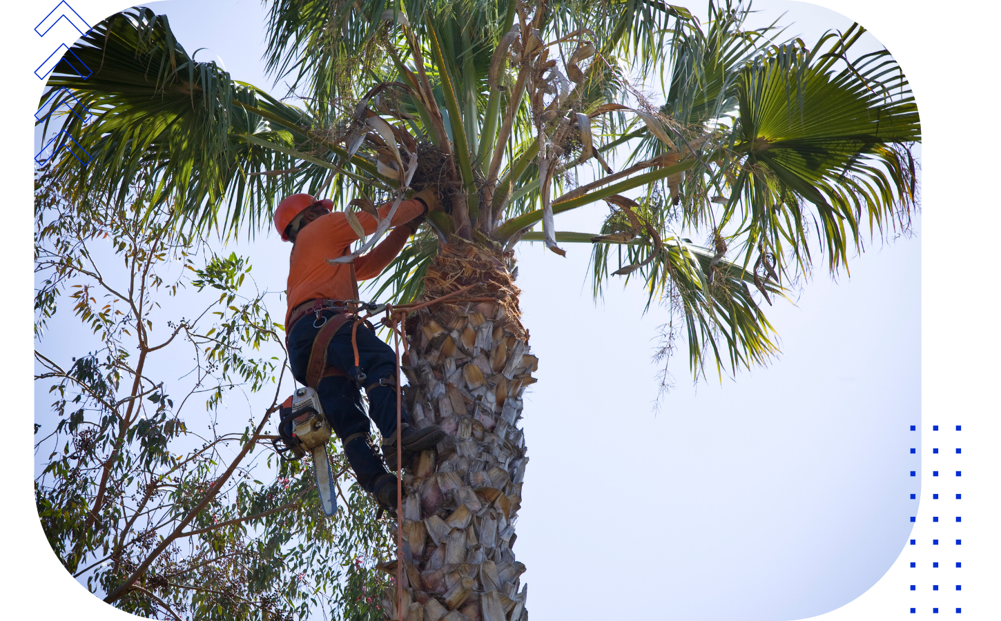 A person wearing safety gear, including a helmet and harness, climbing a tall palm tree.