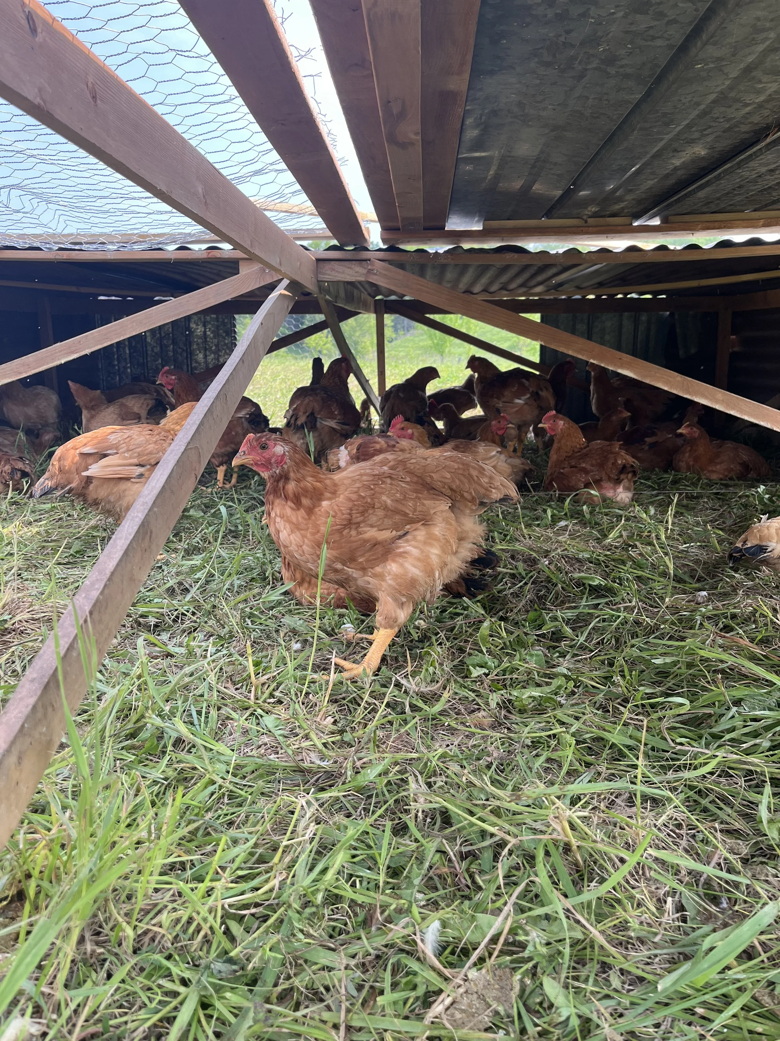 Pontiac Pastured Poultry $8/lb