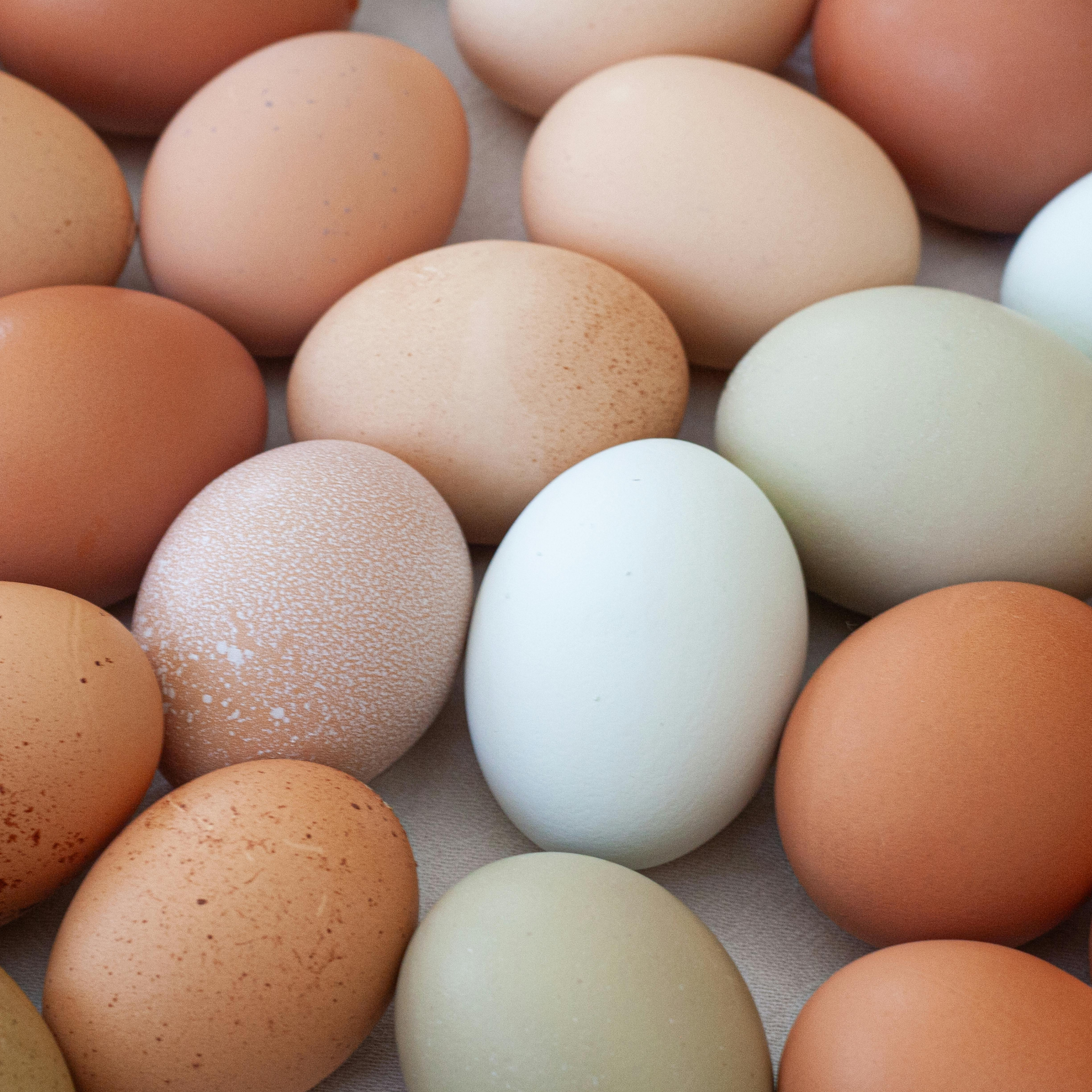 Pasture Raised Eggs (Organically Fed)