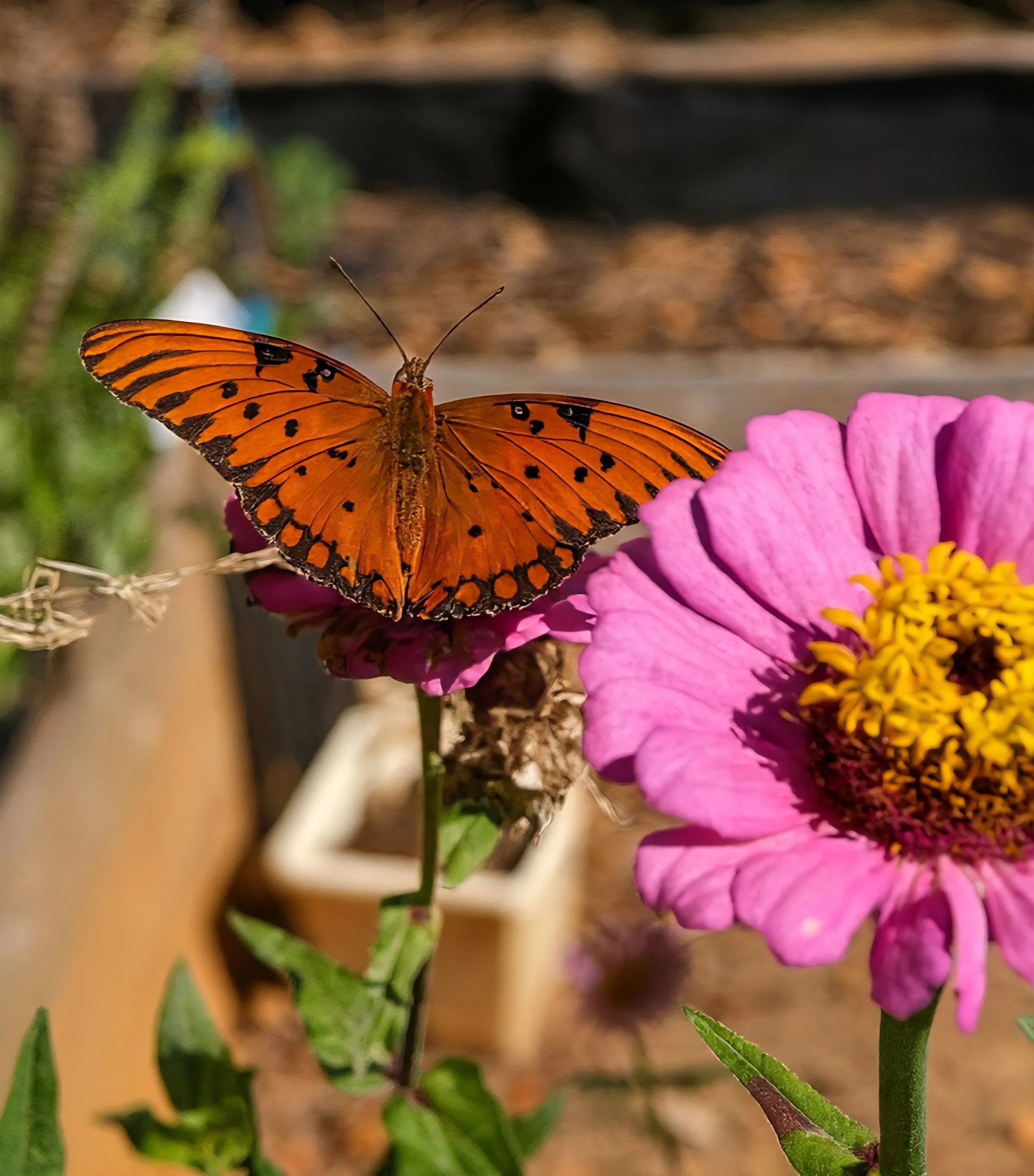 An orange butterfly with black spots rests on a pink flower with a yellow center.