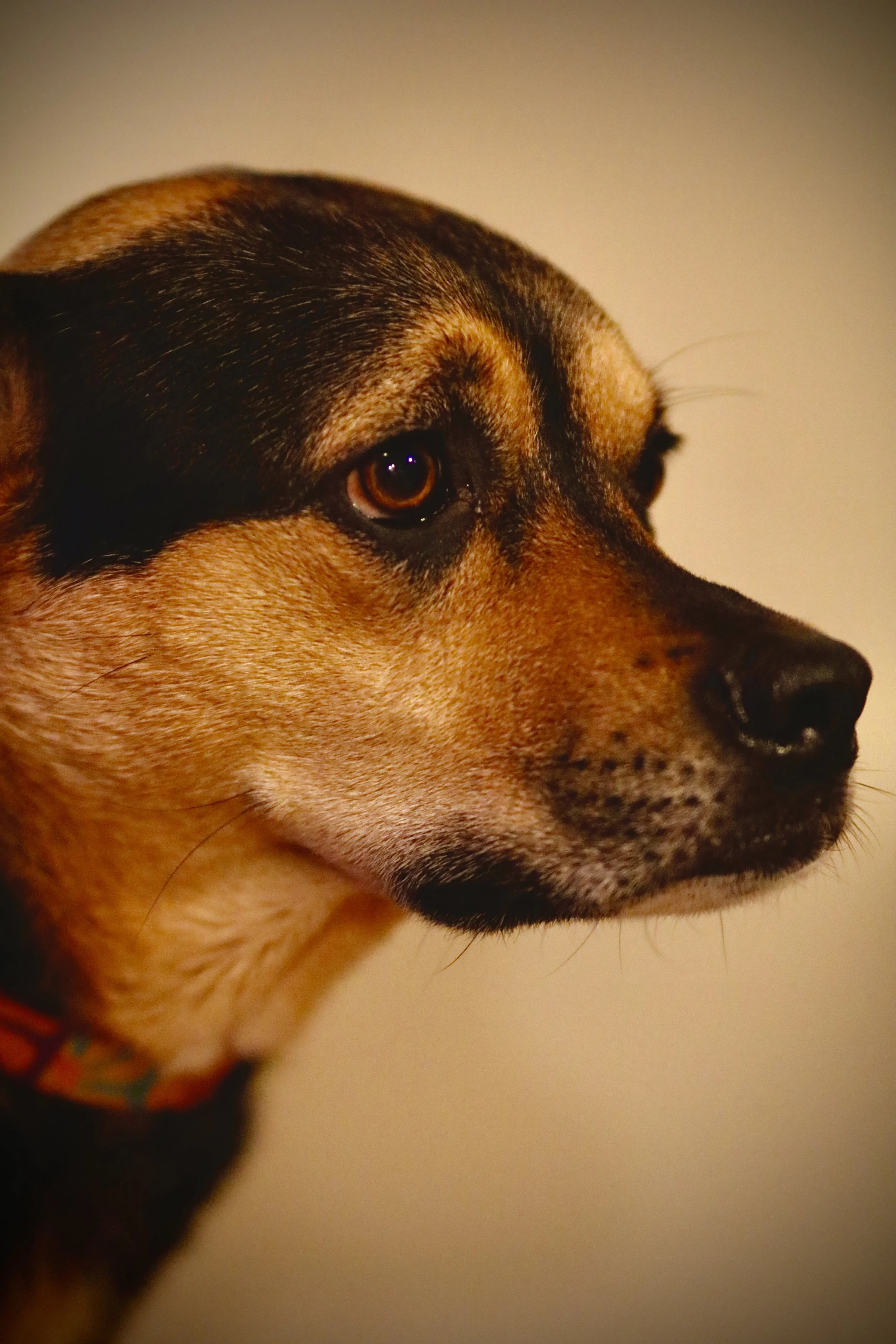 Kaia (aka Kai Kai) - Shot on Canon EOS Rebel t6i