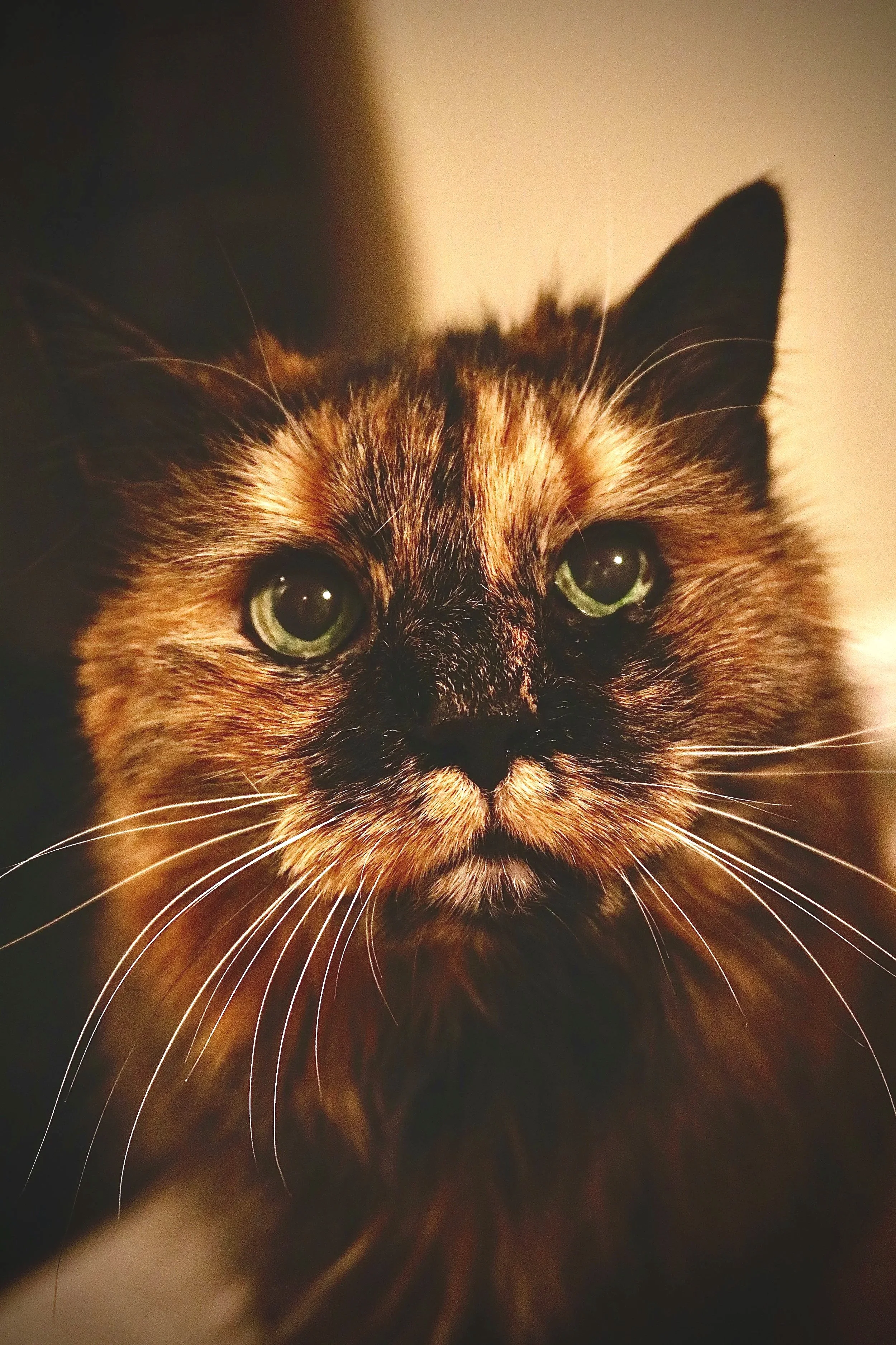 Shia (aka. Shia La Fluff) - Shot on Canon EOS Rebel t6i