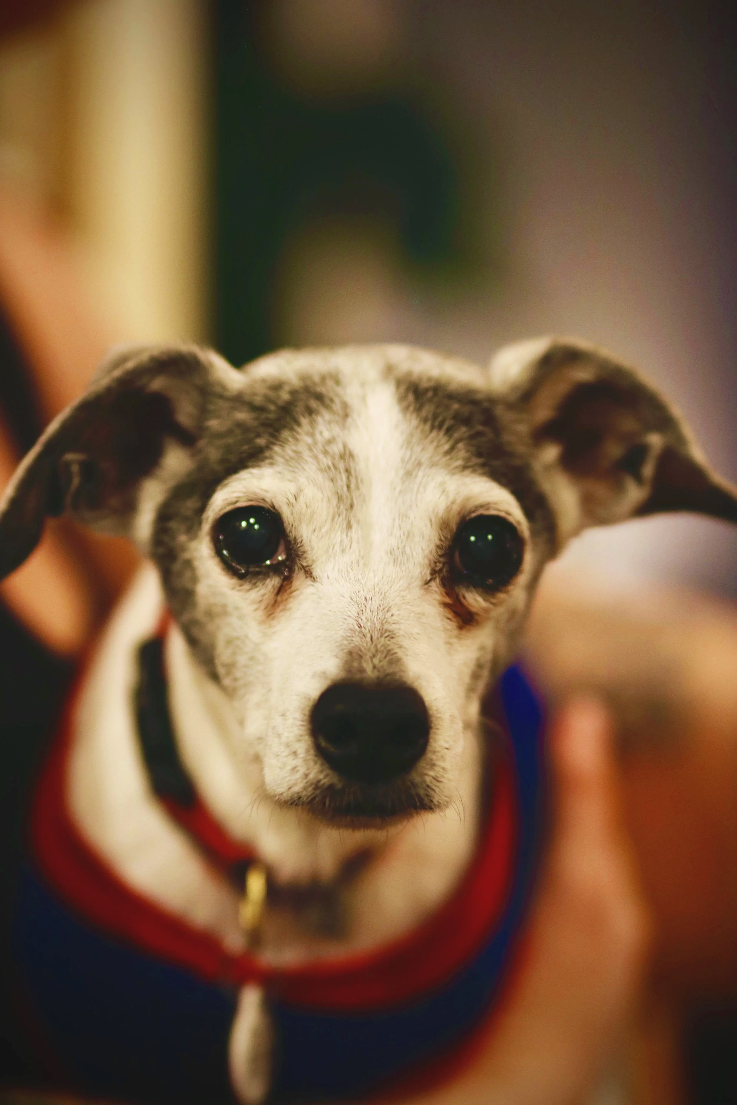 Tilly (aka Tilly-bean) - Shot on Canon EOS Rebel t6i