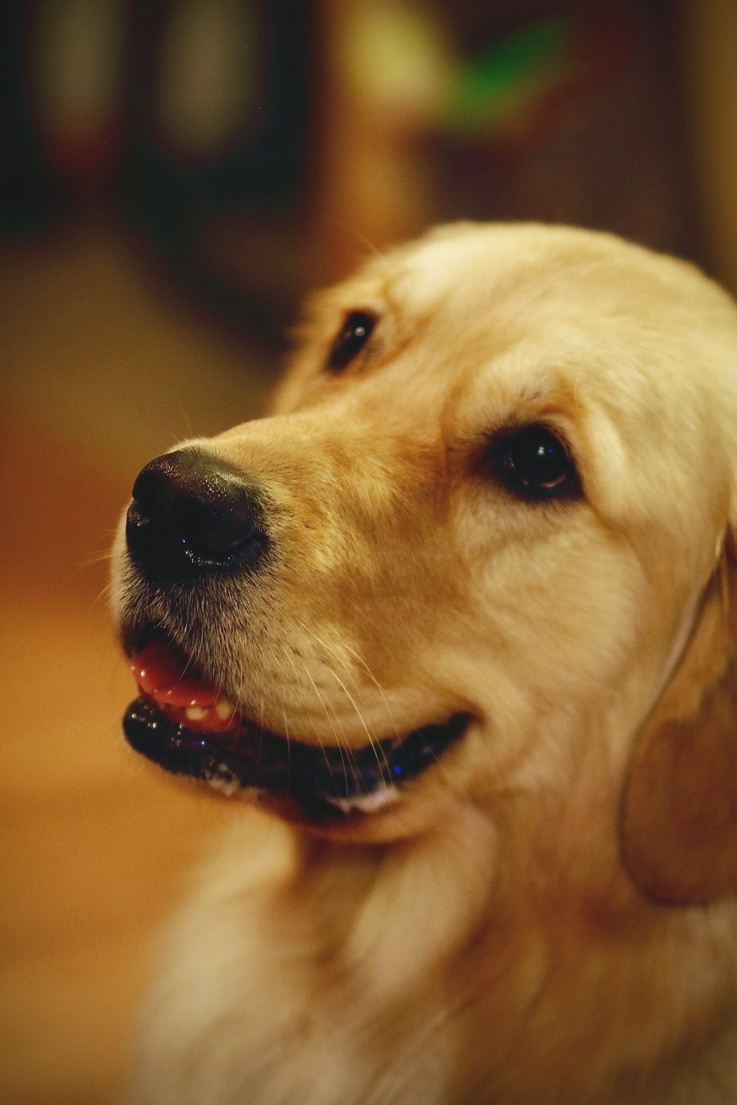 Olive (aka Ollie) - Shot on Canon EOS Rebel t6i