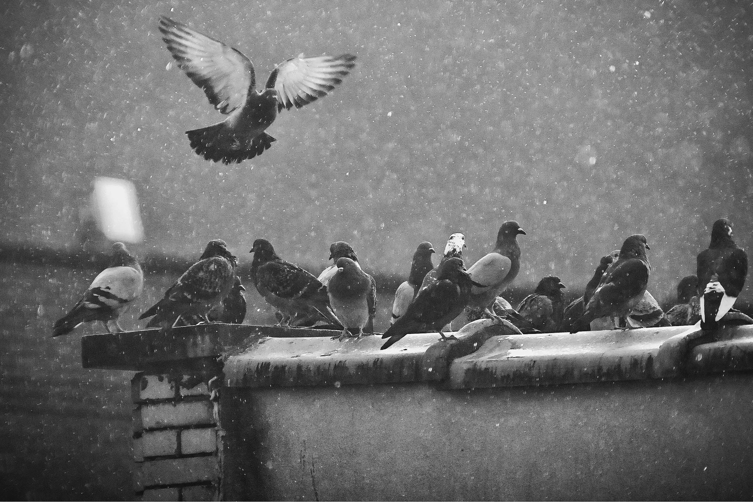 Pigeons on top of building in NYC - Shot on Canon EOS Rebel t6i