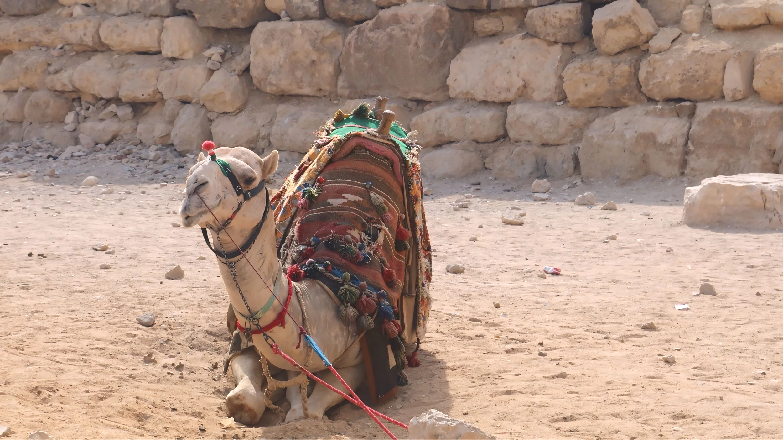 Camel by the Great Pyramid, Giza, Egypt