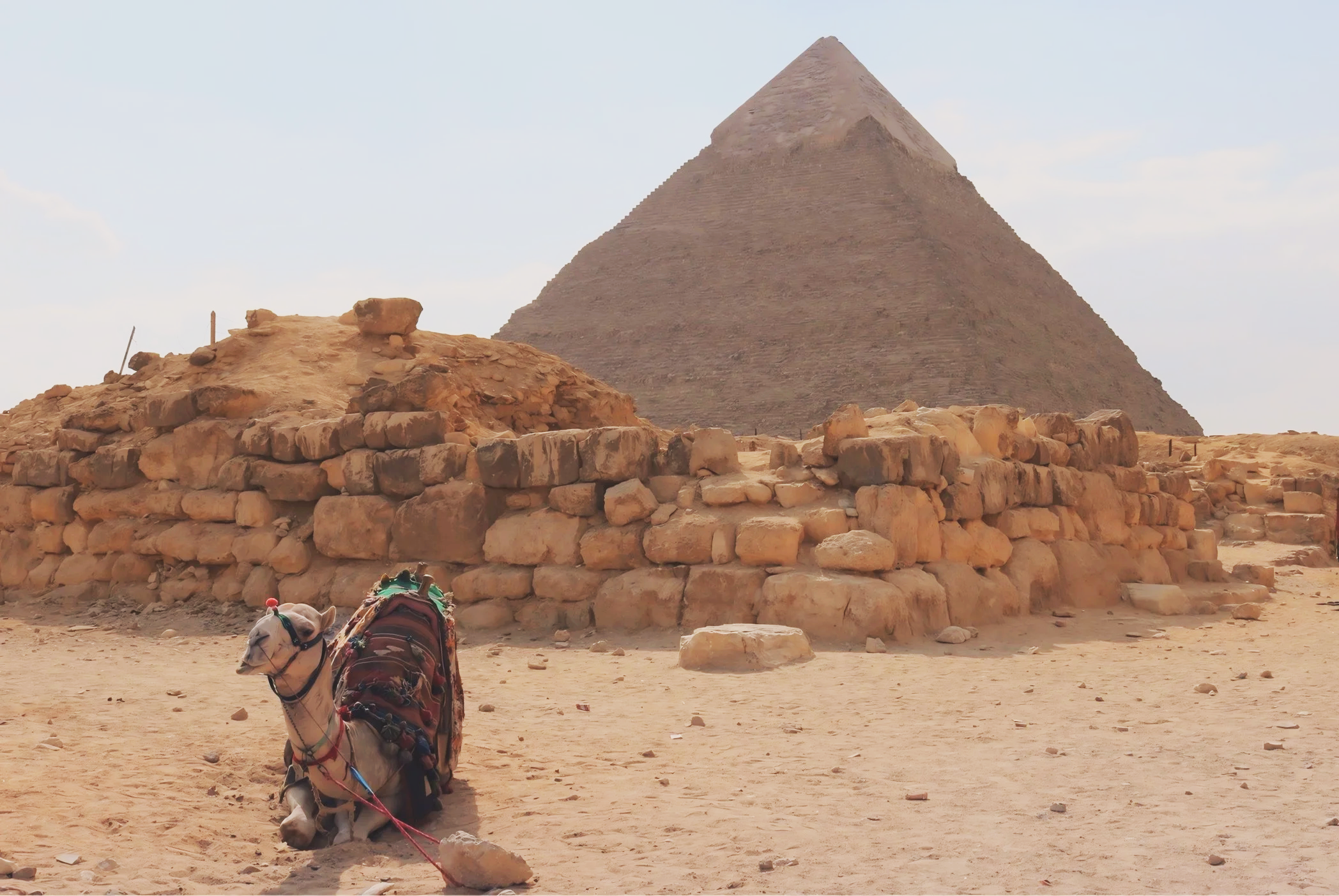 Camel at The Great Pyramid, Giza, Egypt