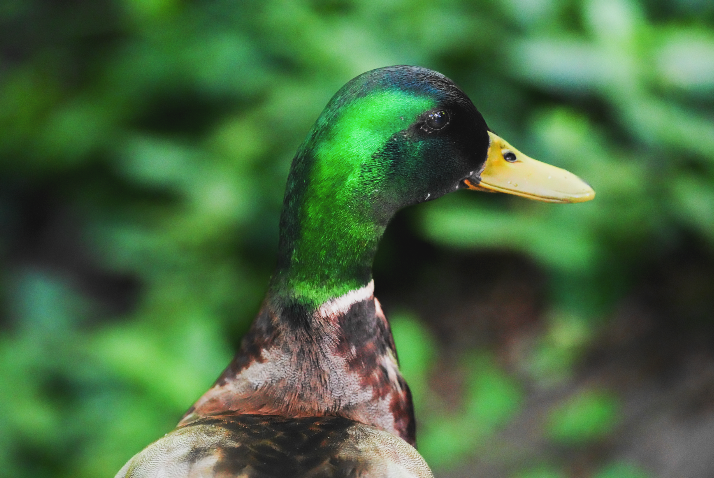 Mallard duck, Central Park, NYC