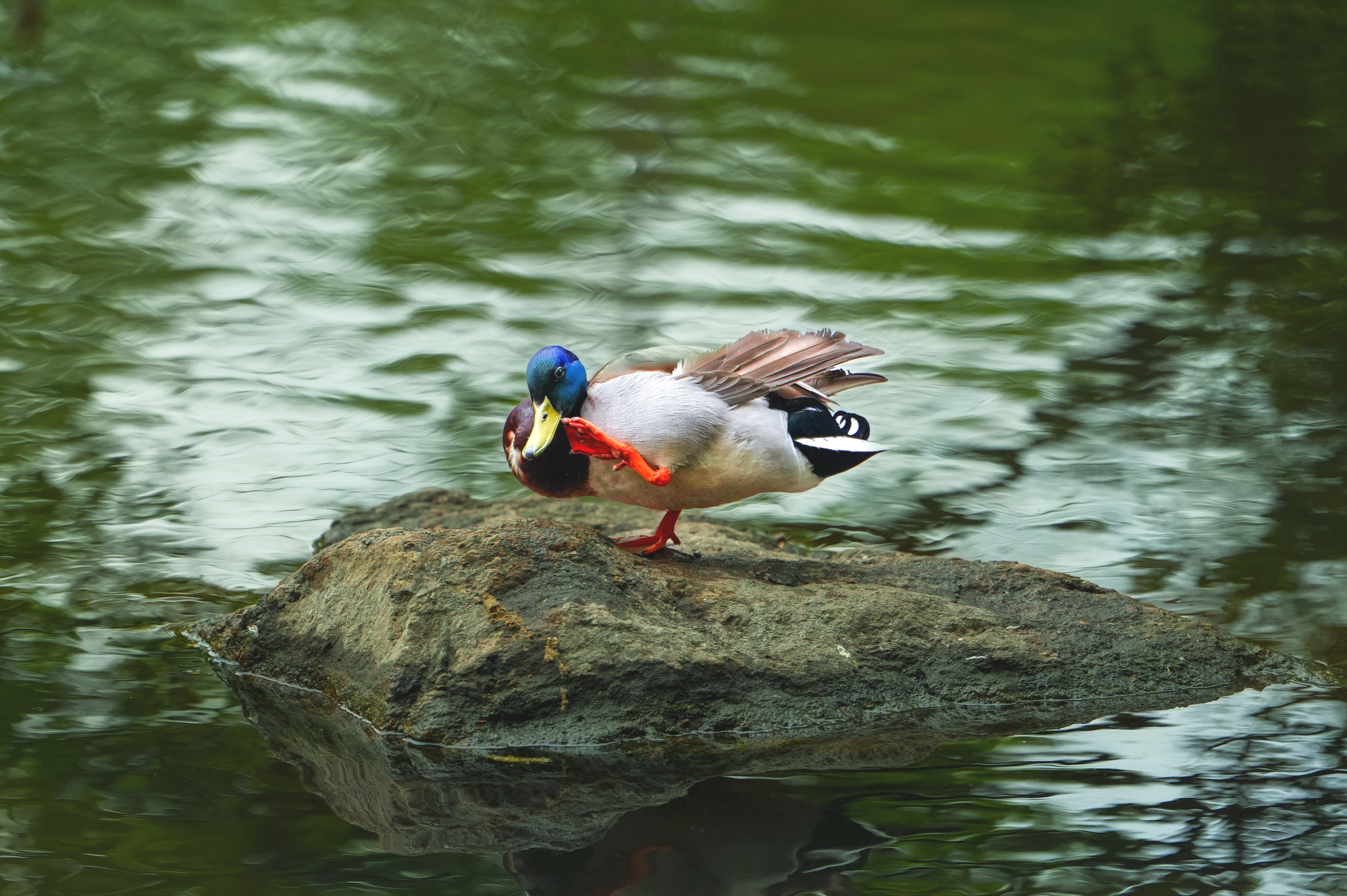Mallard drake (Male) Central Park, NYC
