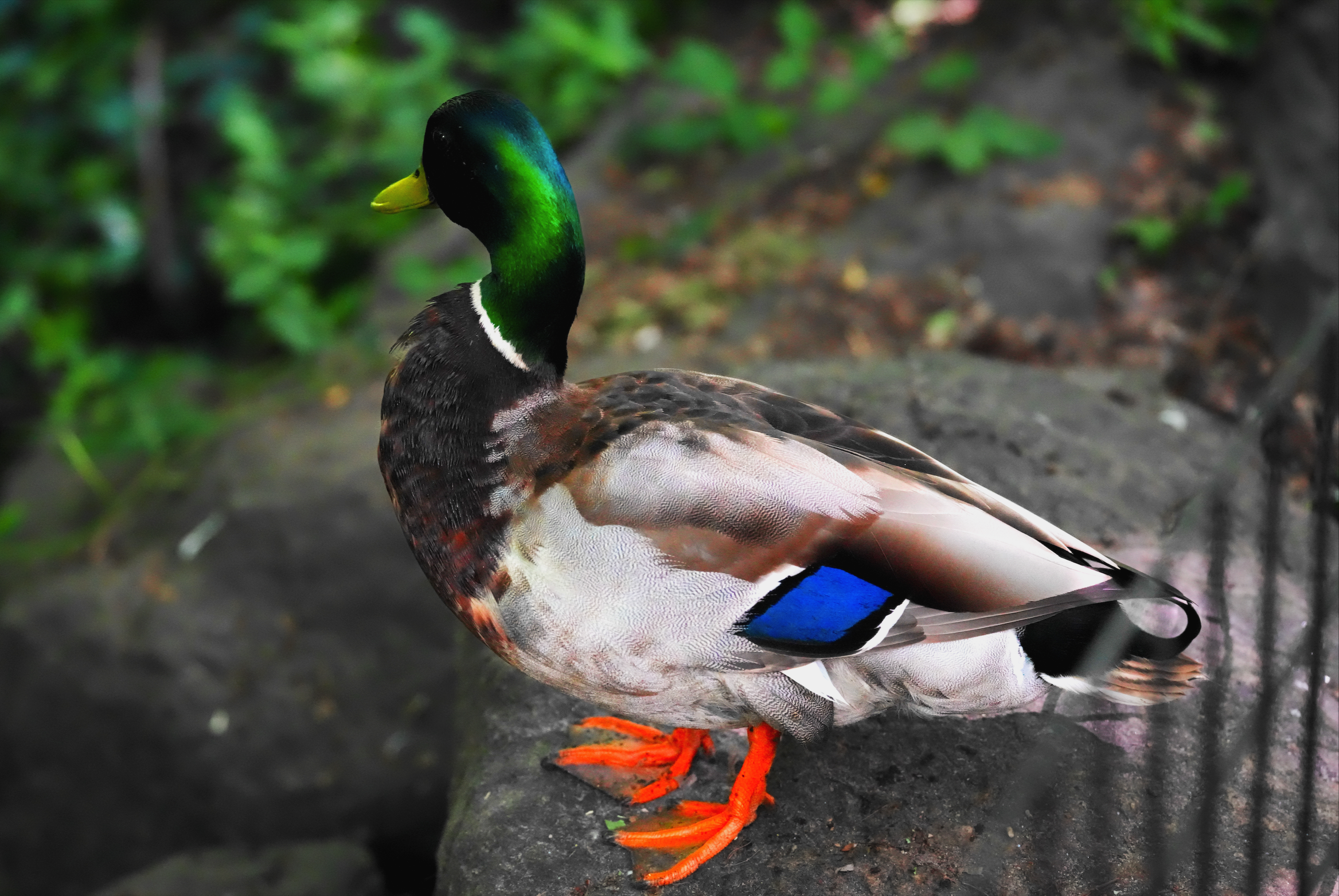 Mallard drake (Male) Central Park, NYC
